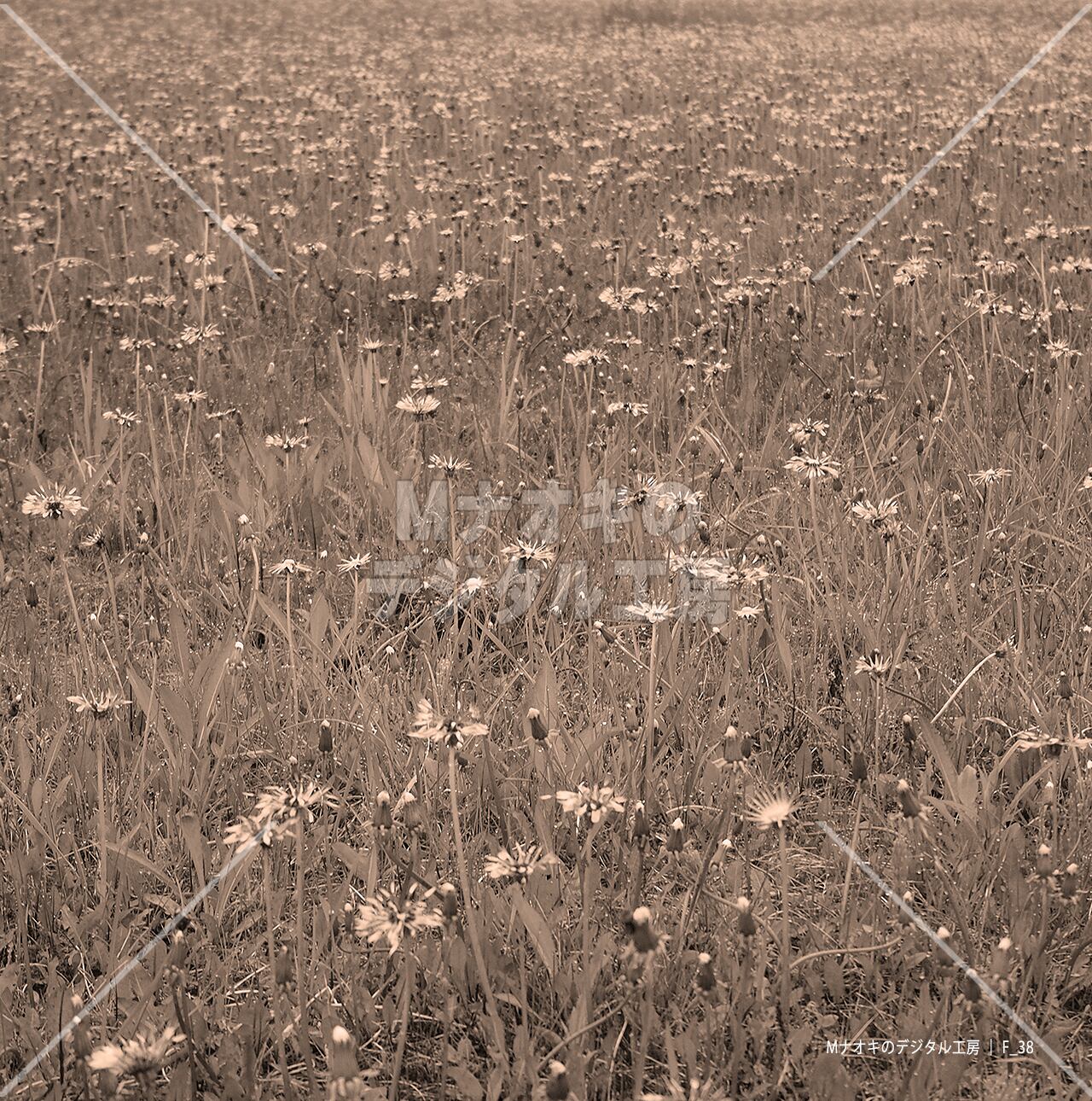 散り際の群生タンポポ セピア調　 Clumps of dandelions on the verge of falling, sepia tone