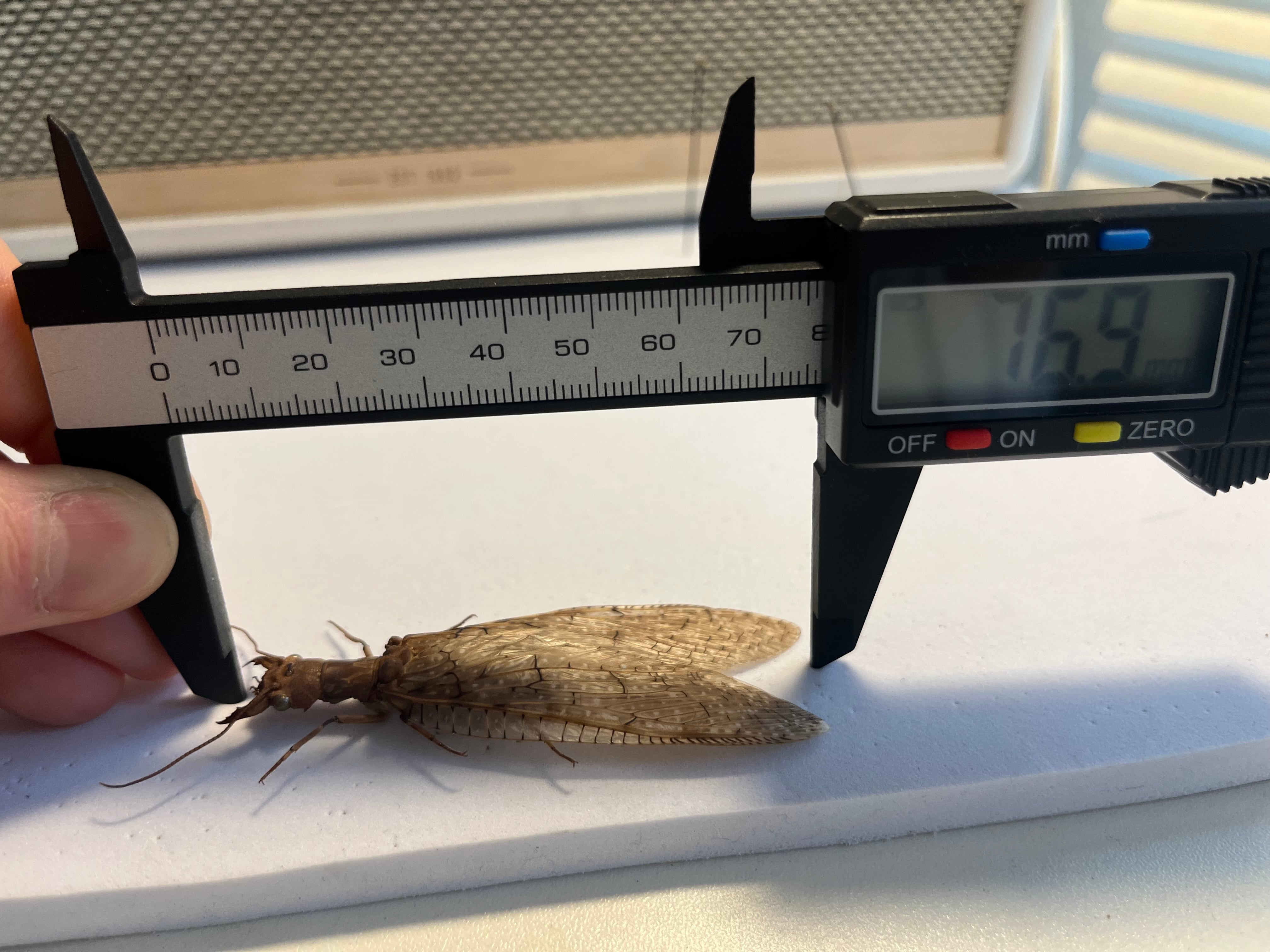♀】オオアゴヘビトンボ 奇蟲 タランチュラ ムカデ 標本 昆虫標本 蜻蛉