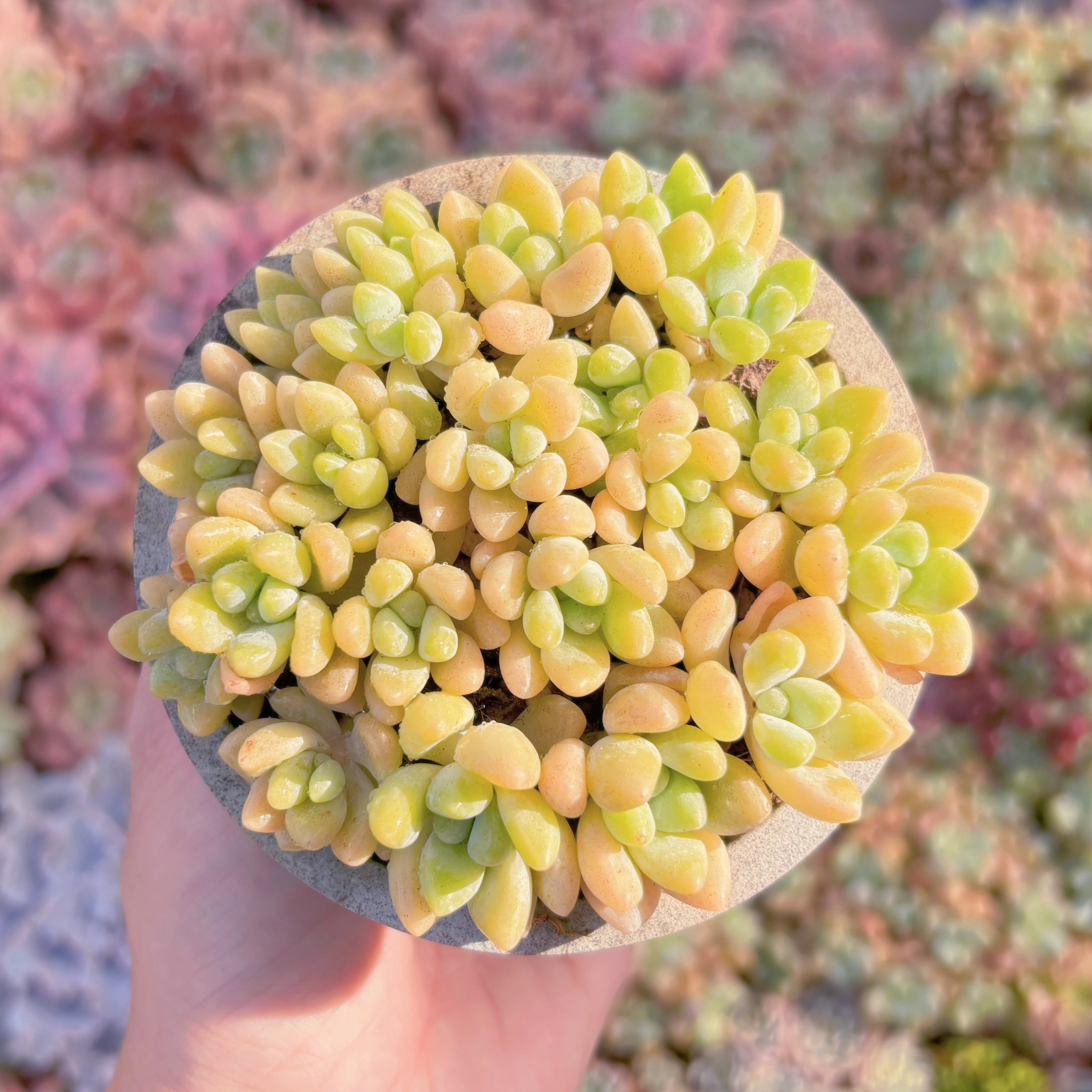 多肉植物　ホワイトケーキ　新入荷　るる農園