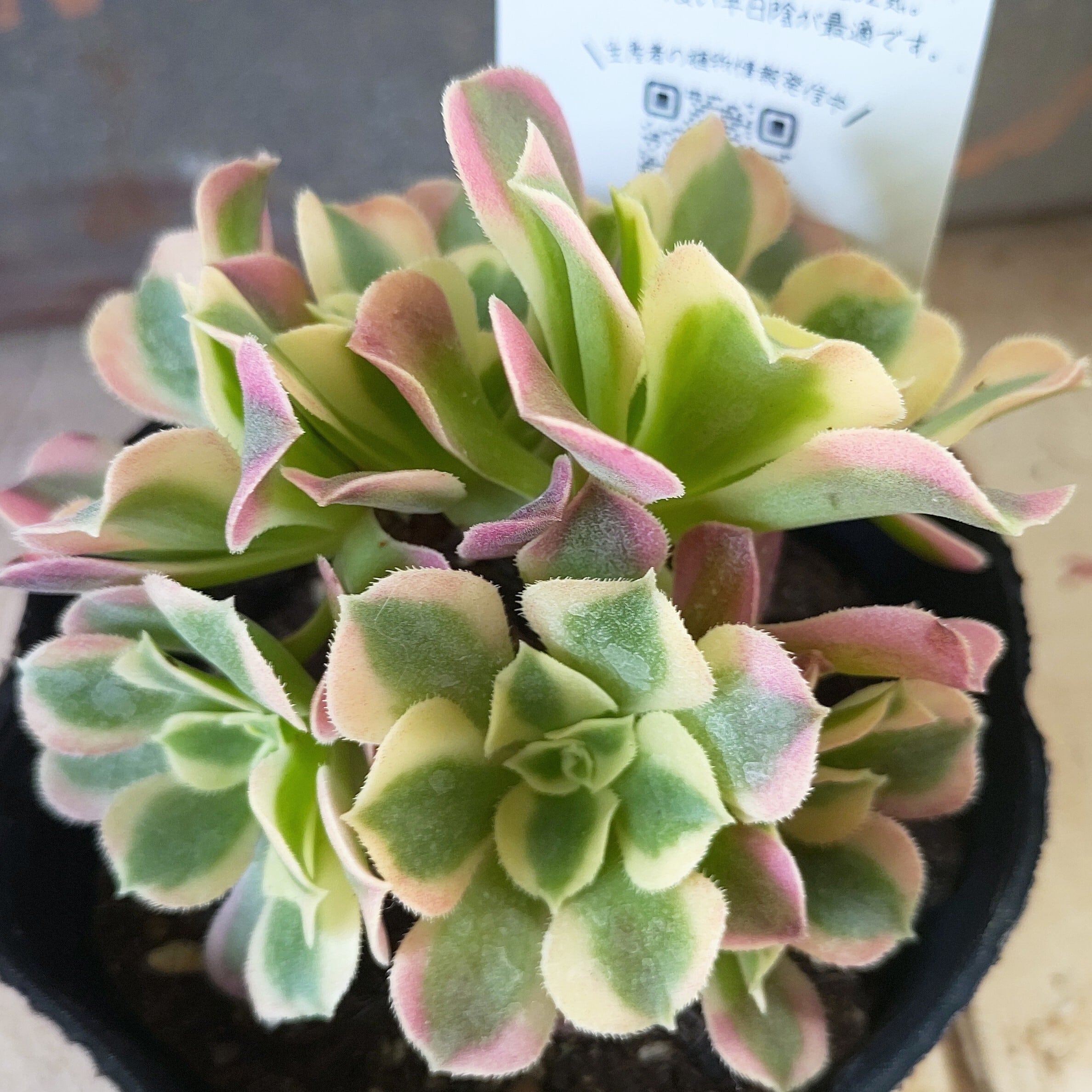 リバーストーン(アエオニウム) | RuPo 多肉植物専門店