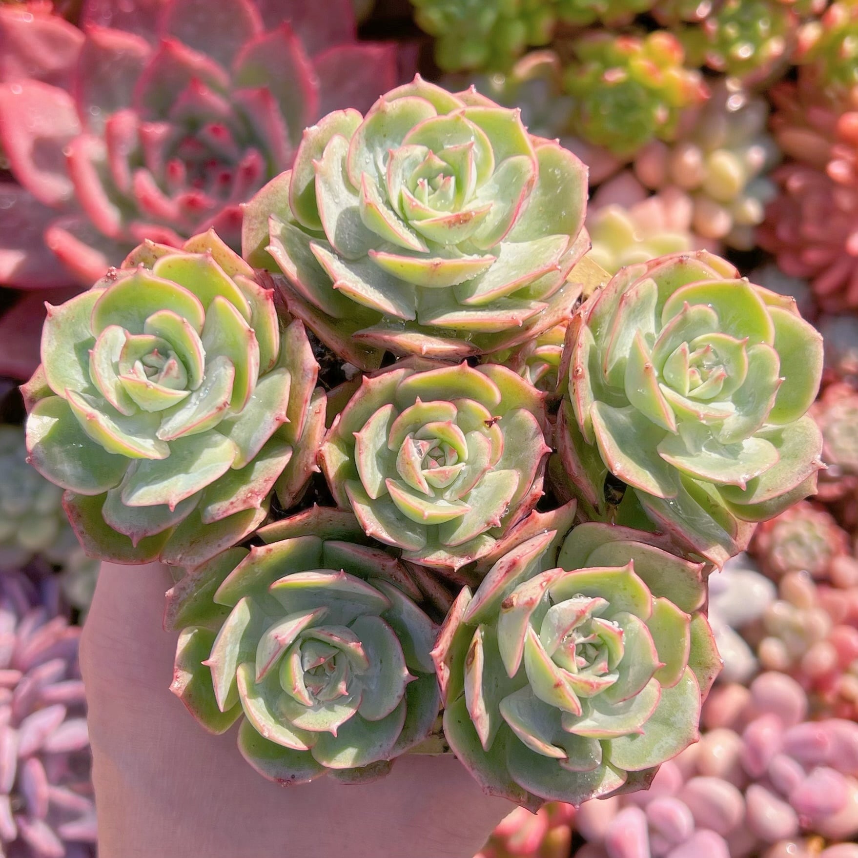 多肉植物　イタリアローズ(6頭)　新入荷　るる農園