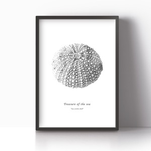 アートポスター / Sea urchin shell mono　eb077