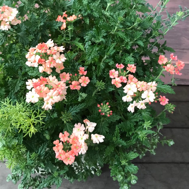 寄せ植え バーベナマジェラナ | Merak - メラク 寄せ植え ガーデニング