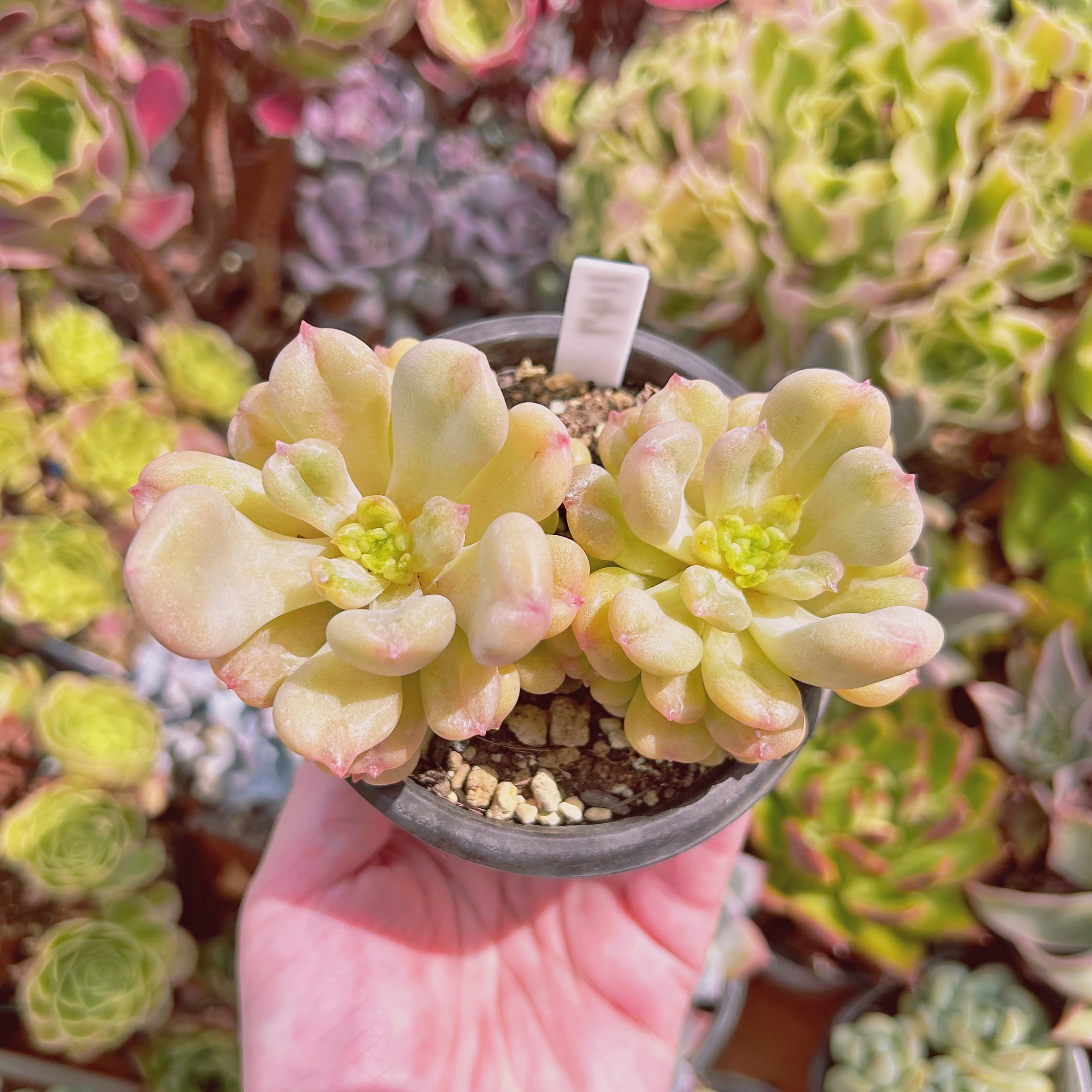 #1147現物　多肉植物　ビルゲイツ　特大　抜き苗