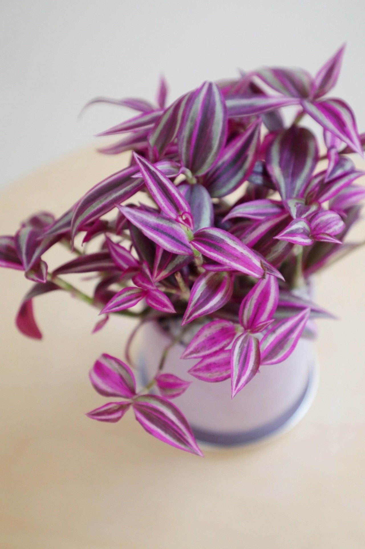 【S】トラディスカンティア ピンクパラダイス