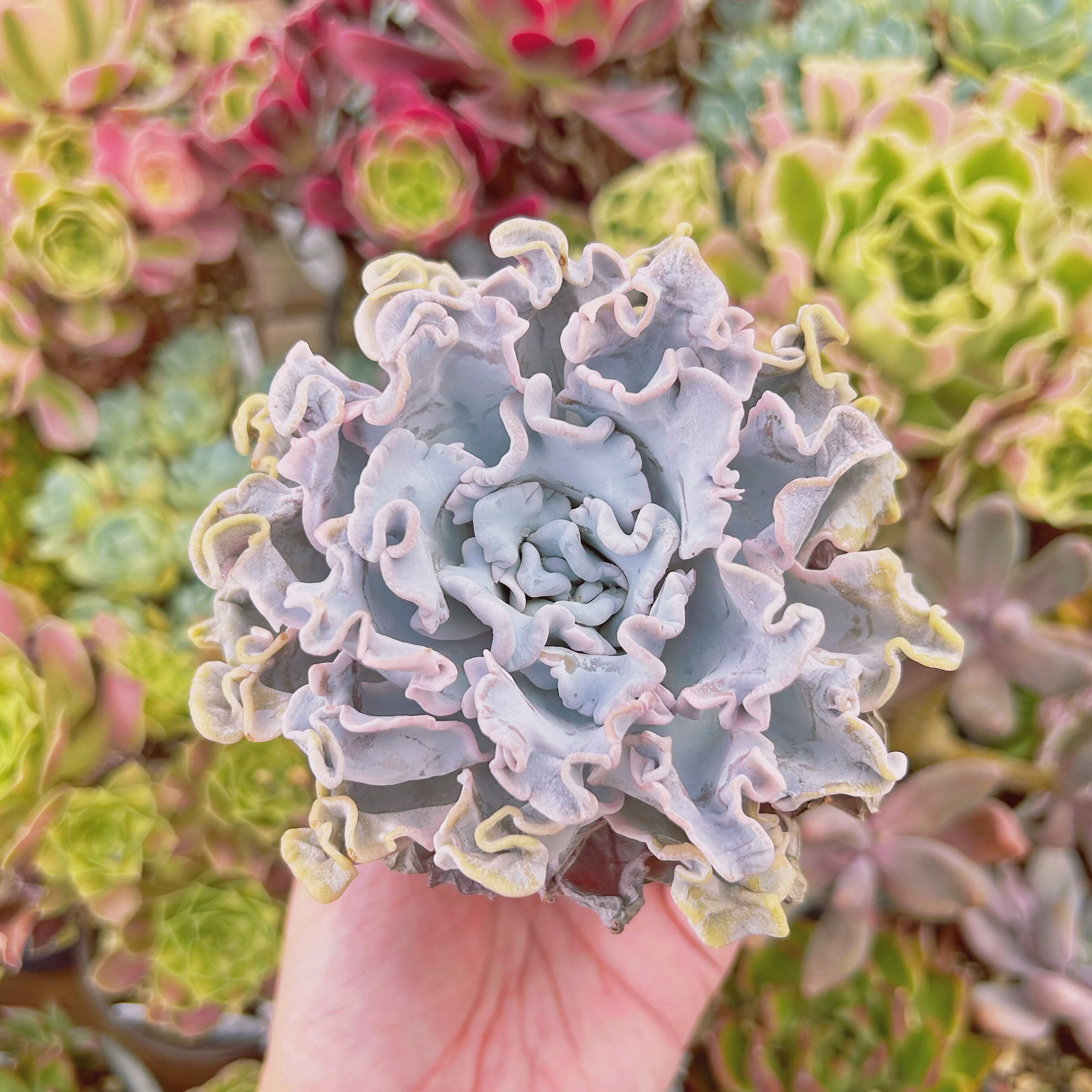 現物　多肉植物　クリスペートビューティー　特大　抜き苗