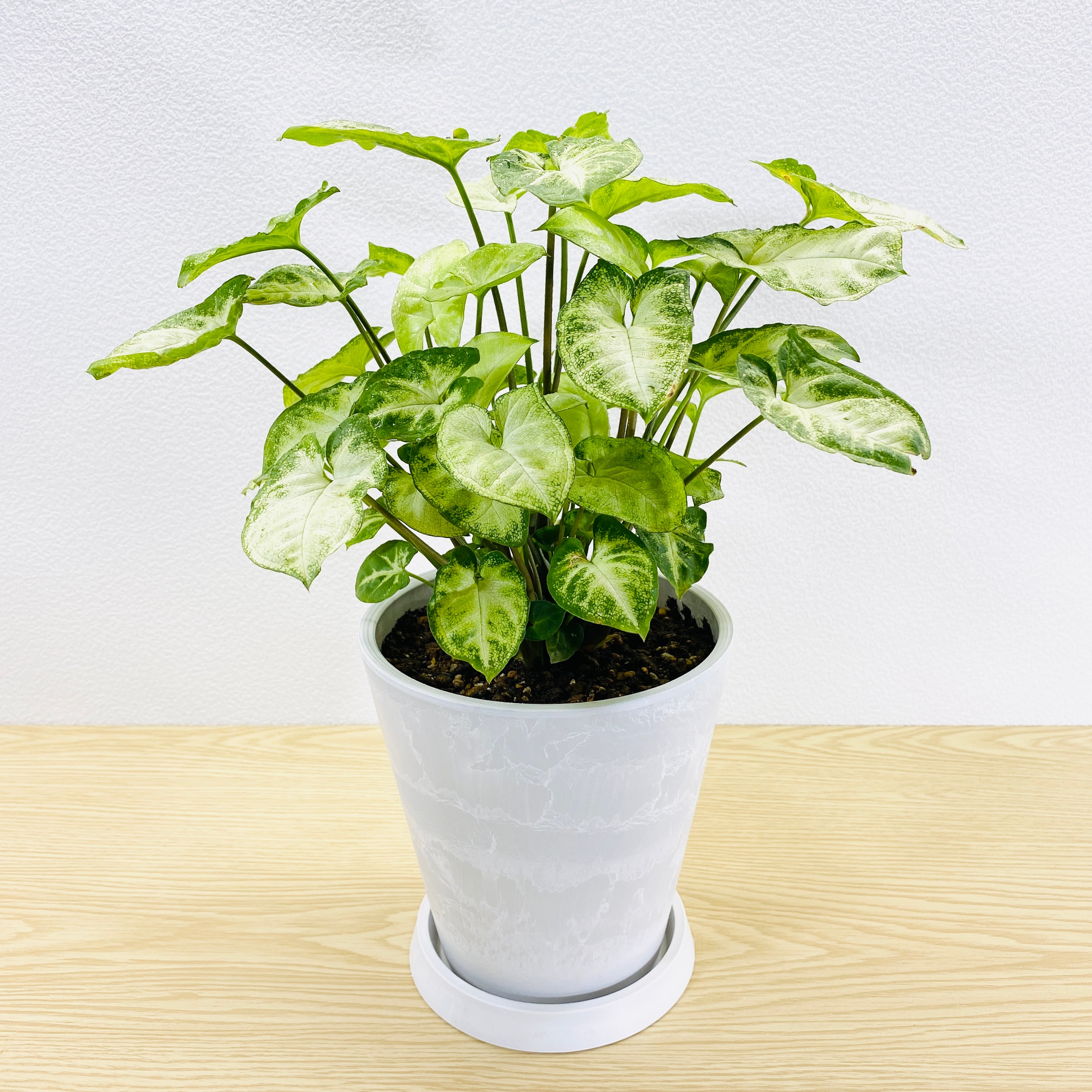 シンゴニウム　ホワイトバタフライ　[観葉植物]　かなりボリュームあります！