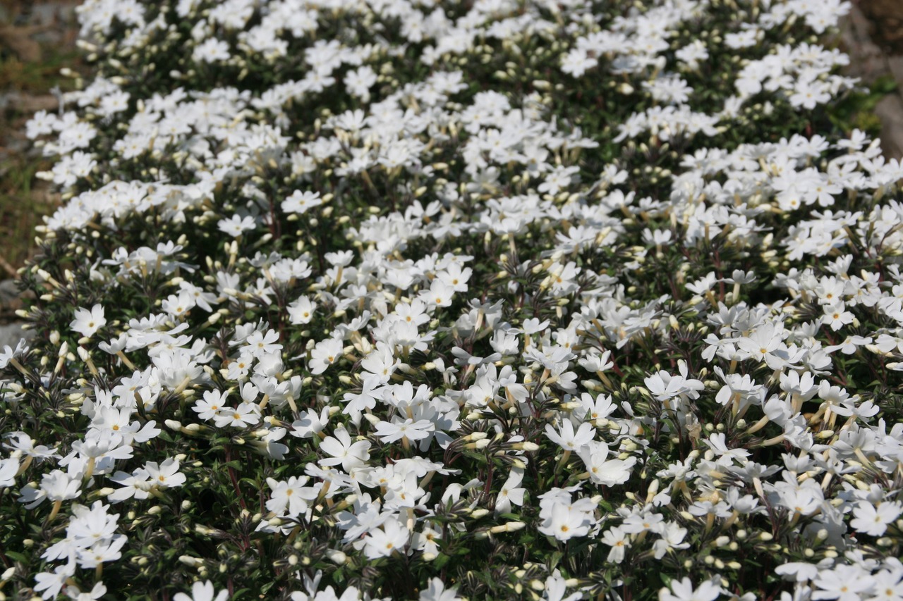 シバザクラ（芝桜）白　モンブラン ９ｃｍポット苗　　【山野草　グランドカバー　日向　初心者　簡単　ガーデニング　人気】の画像02
