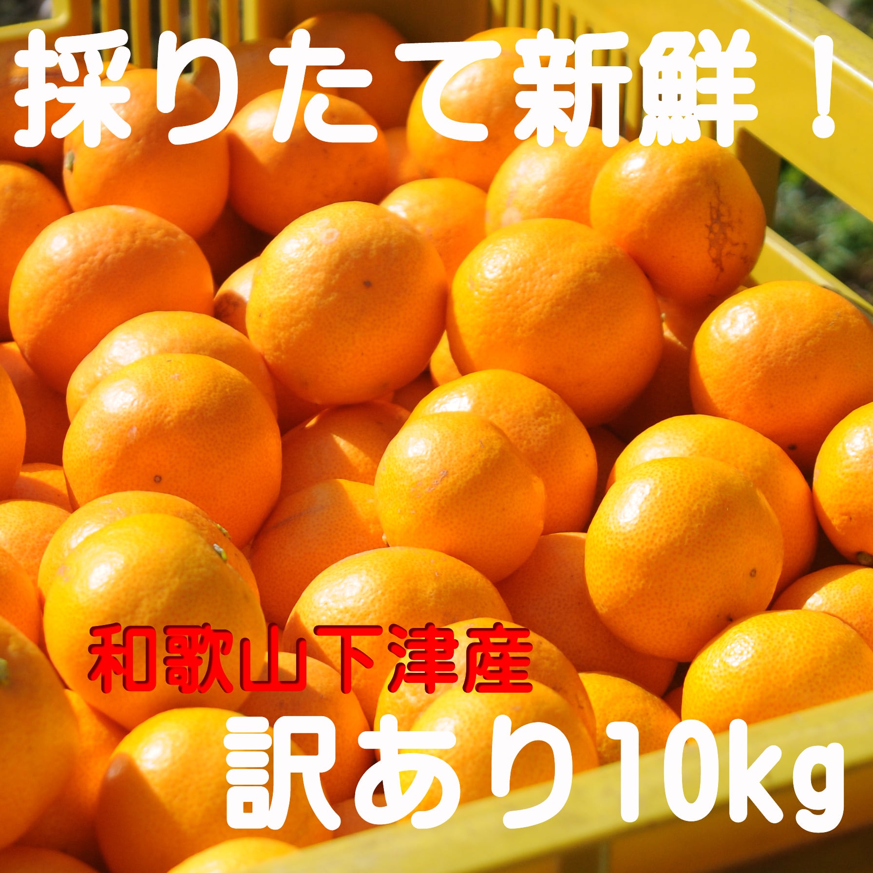 蔵出しみかん通販｜昔ながらのみかん 鈴木農園