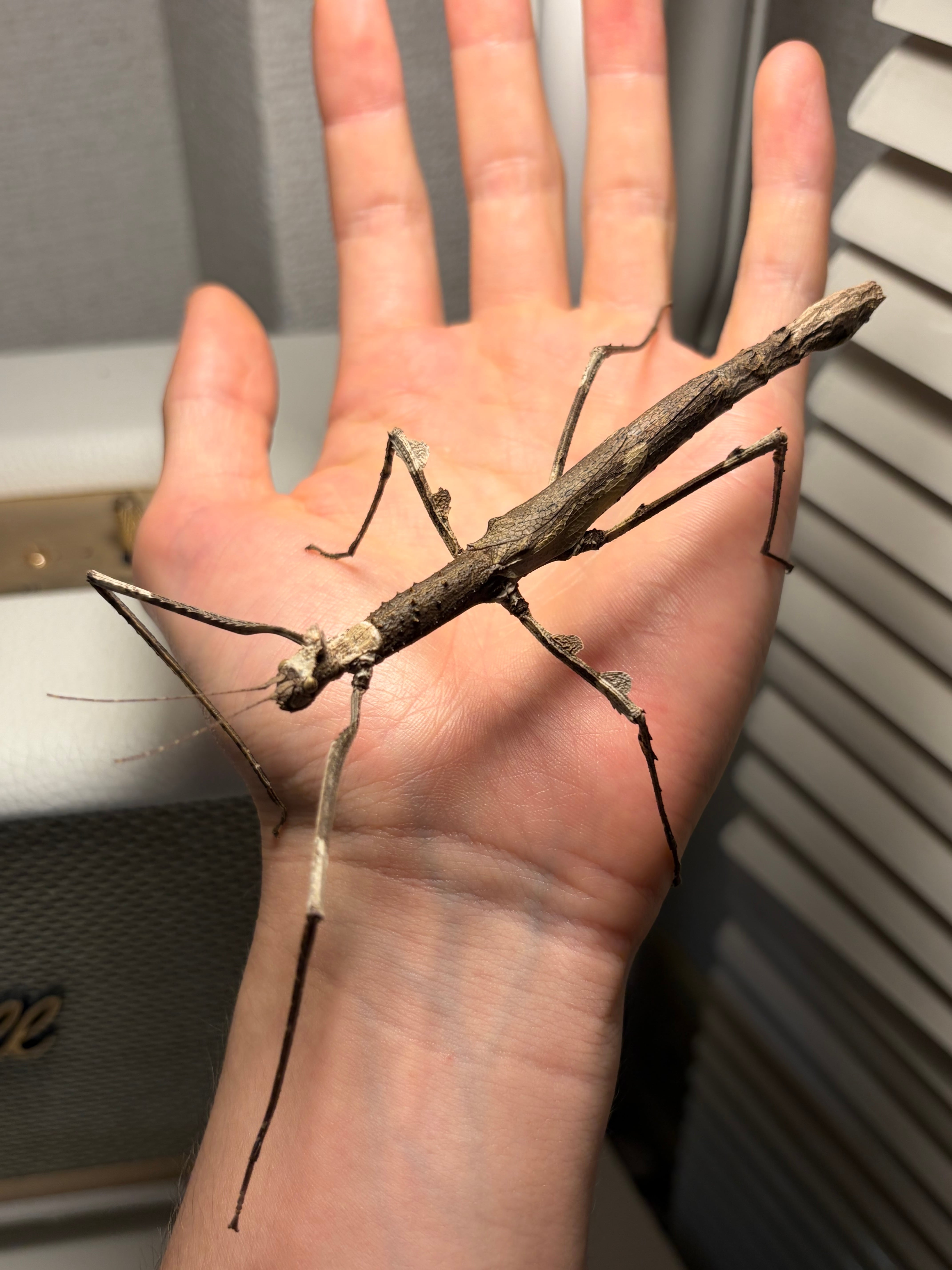 17mm】ロクロクビオトシブミ 標本 立体標本 ハンミョウ ゾウムシ