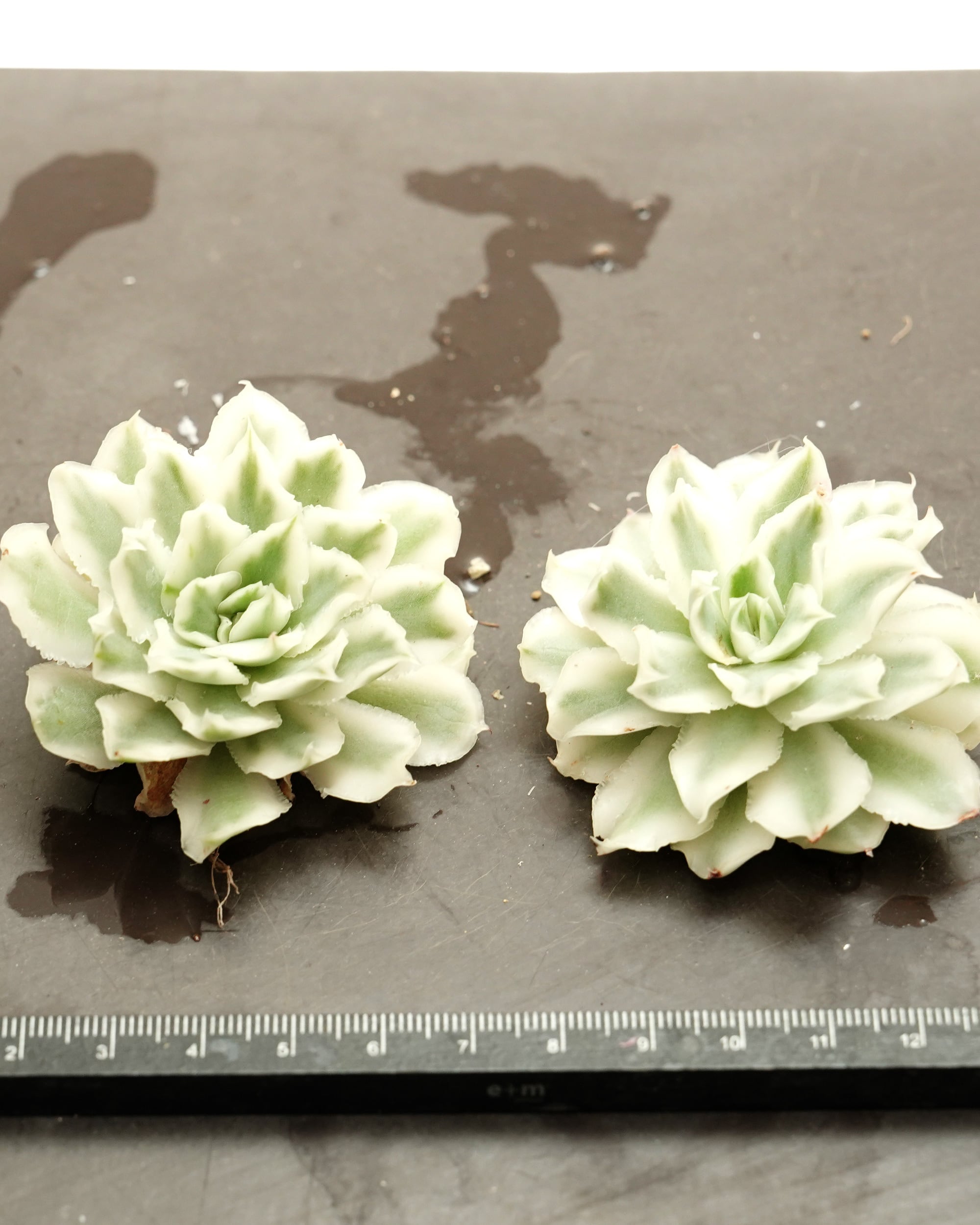 発根済カット苗 パープルバタフライ錦 Echeveria 'Purple Butterfly