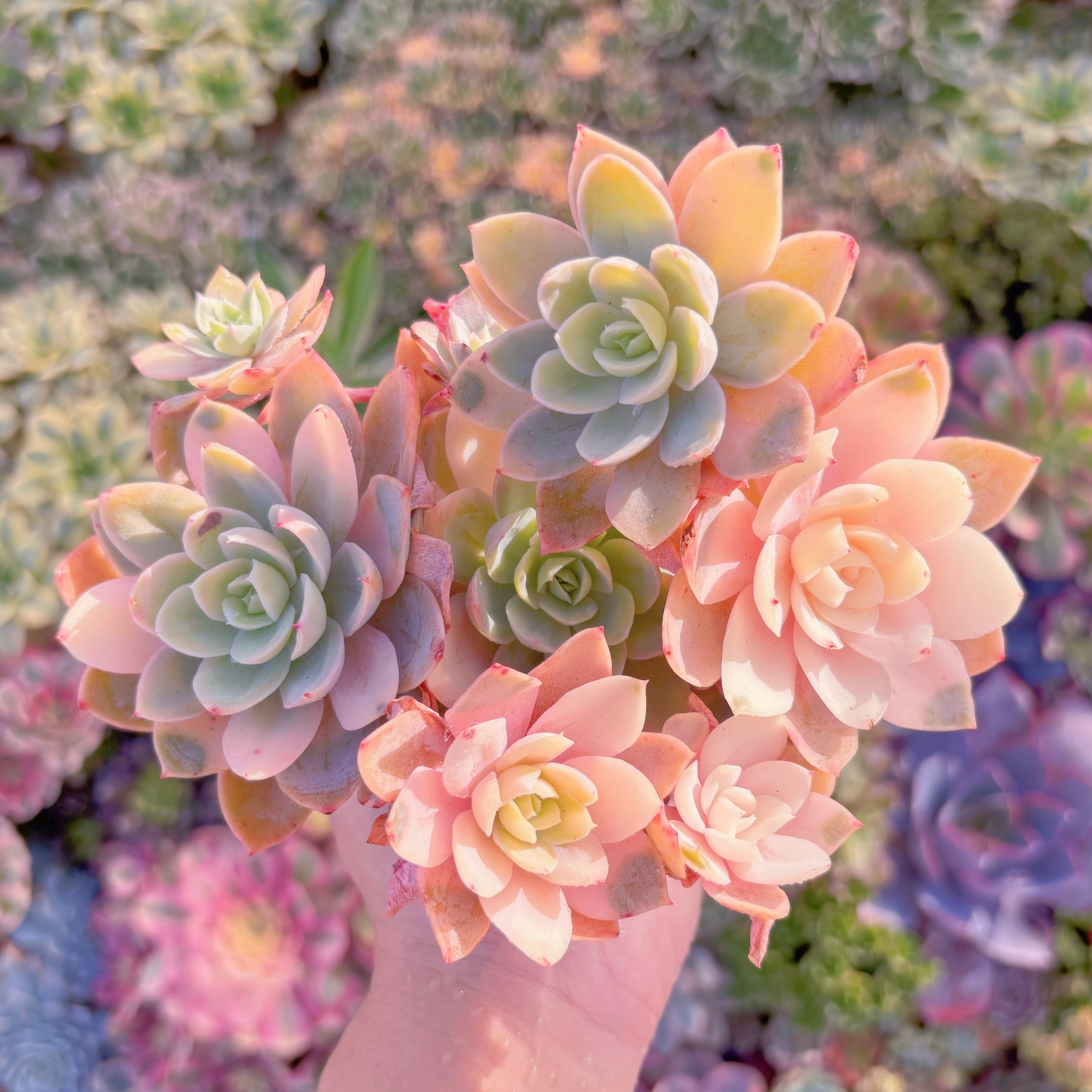 現品　シルクベール錦#A002　大群生　るる農園