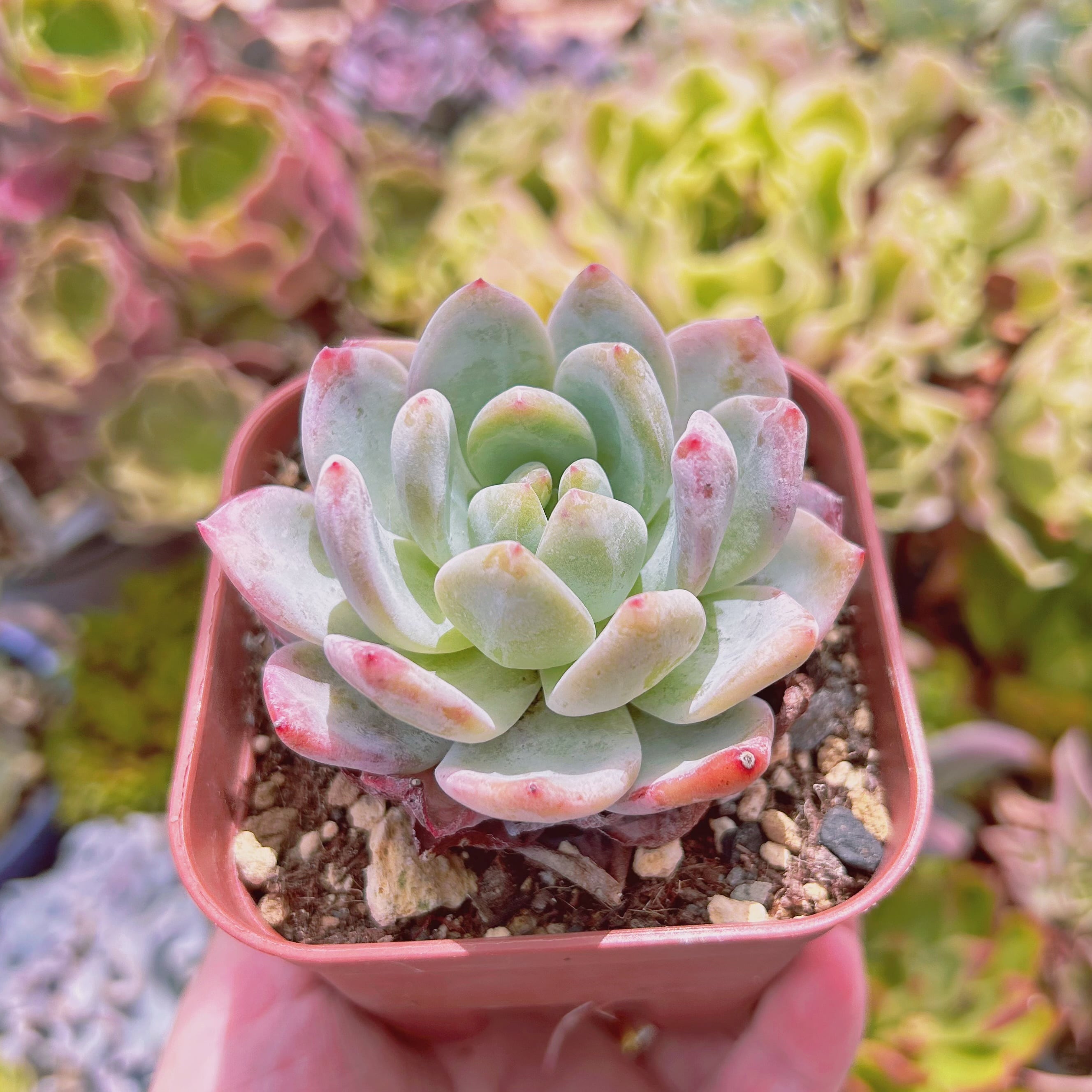 現物 多肉植物 ピンクストーン 抜き苗 | るる農園~多肉植物専門