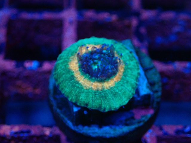 【現地買付】BabyTrachyphyllia 4