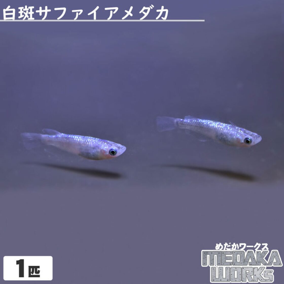 白斑(しろぶち)サファイアメダカ【1匹】めだか 成魚 観賞魚 淡水魚 