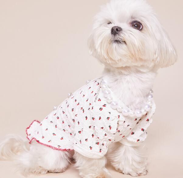 《予約》1102148 クッシュぷちチェリートップス