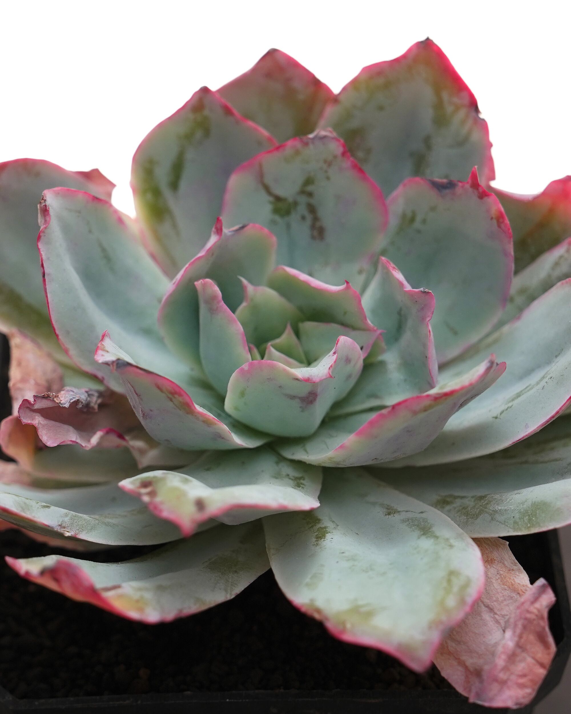 抜き苗 アエオニウム 魅金ローズ錦 Aeonium 'Charm Golden Rose