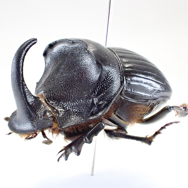 ポルトガル産 Copris hispanus ♂ 25mm