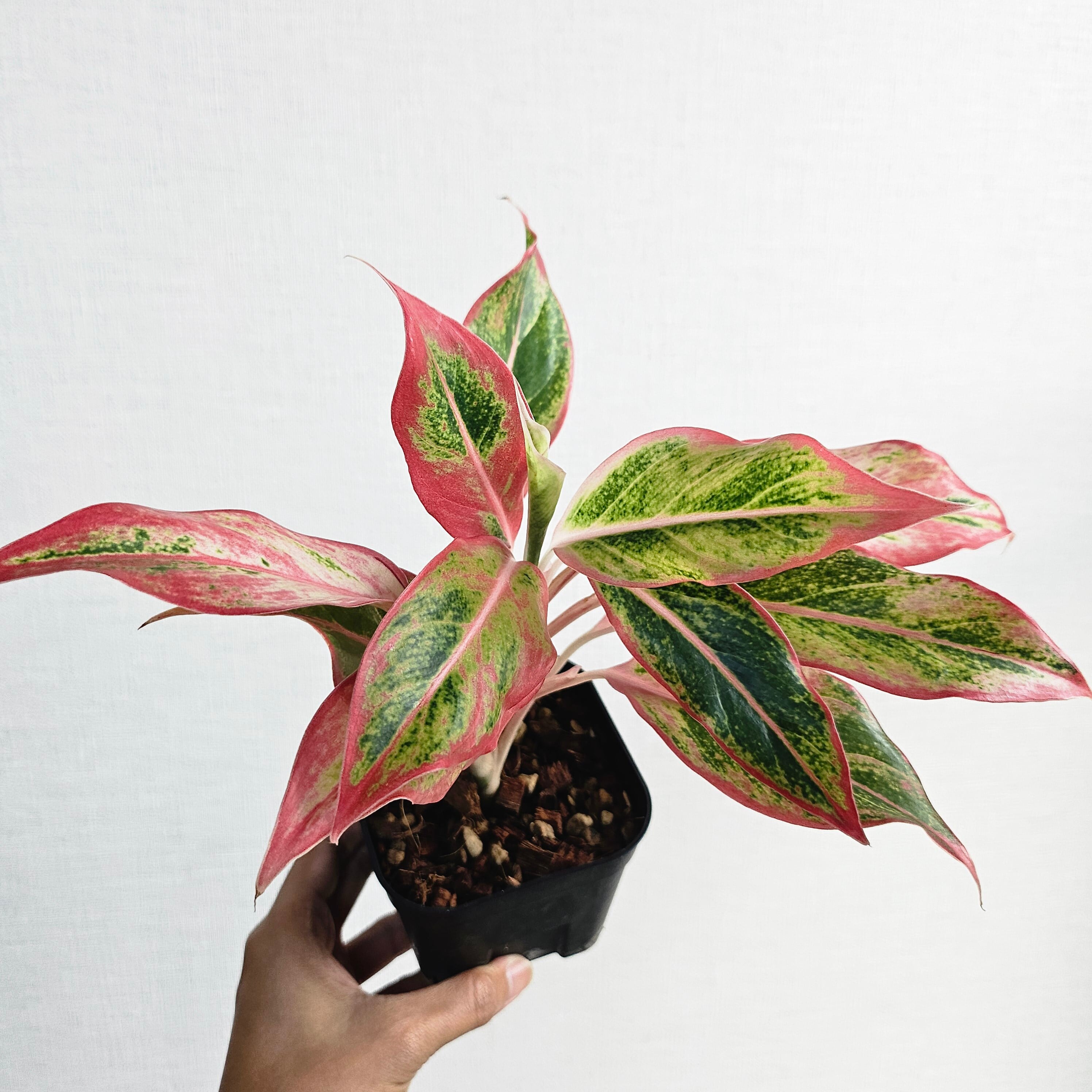 Aglaonema Siam Aurora Orange》アグラオネマ サイアムオーロラ