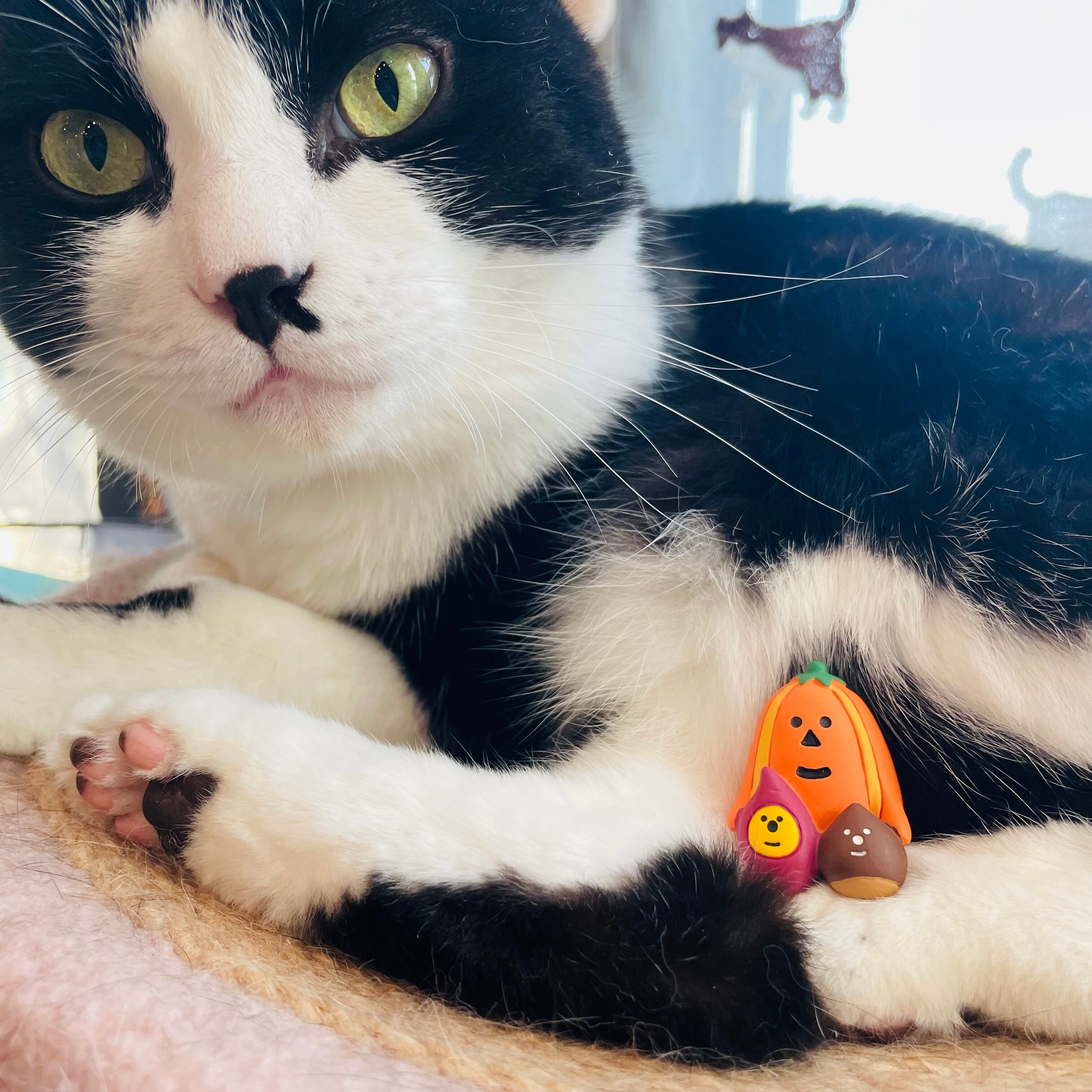 concombre｜コンコンブル｜いもくりかぼちゃ 猫雑貨 ねこ ネコ ハロウィン ディスプレイ 収集癖 コレクション