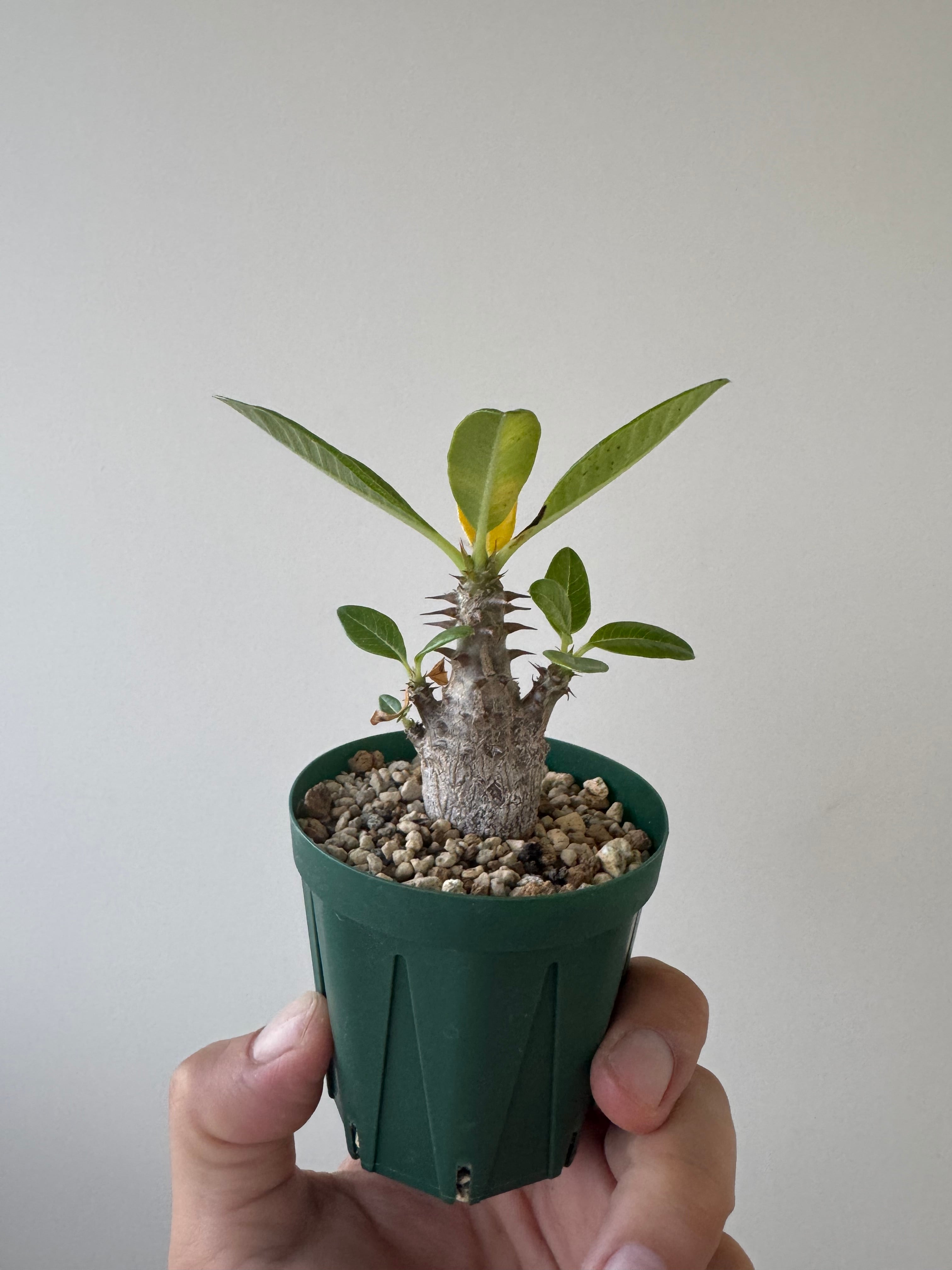 【ありがとう価格】Pachypodium baronii var. windsorii【赤花咲かすレア塊根】パキポディウム ウィンゾリー
