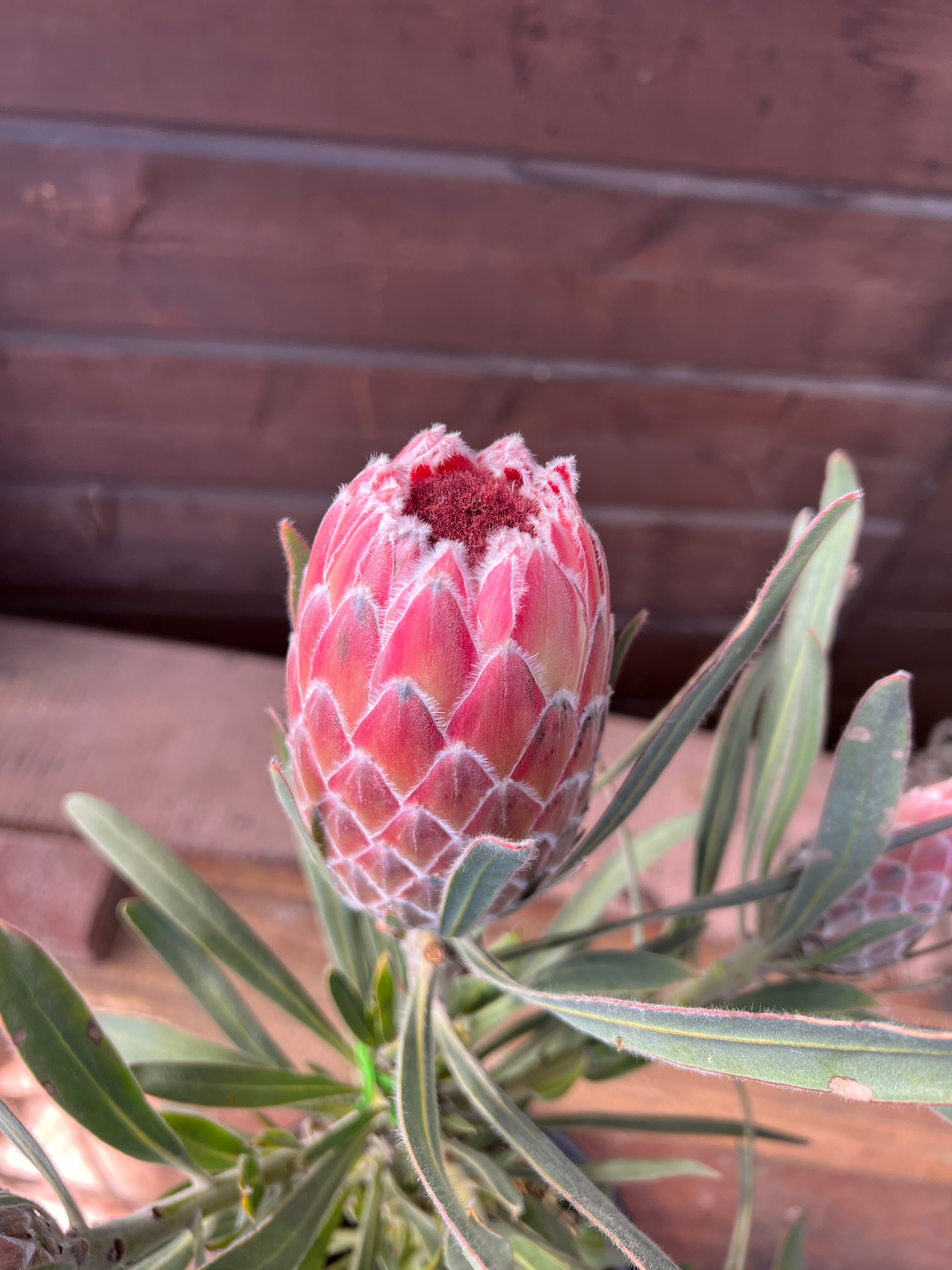 プロテア ジュリエット① 花:7個 | 沼ノ上農園