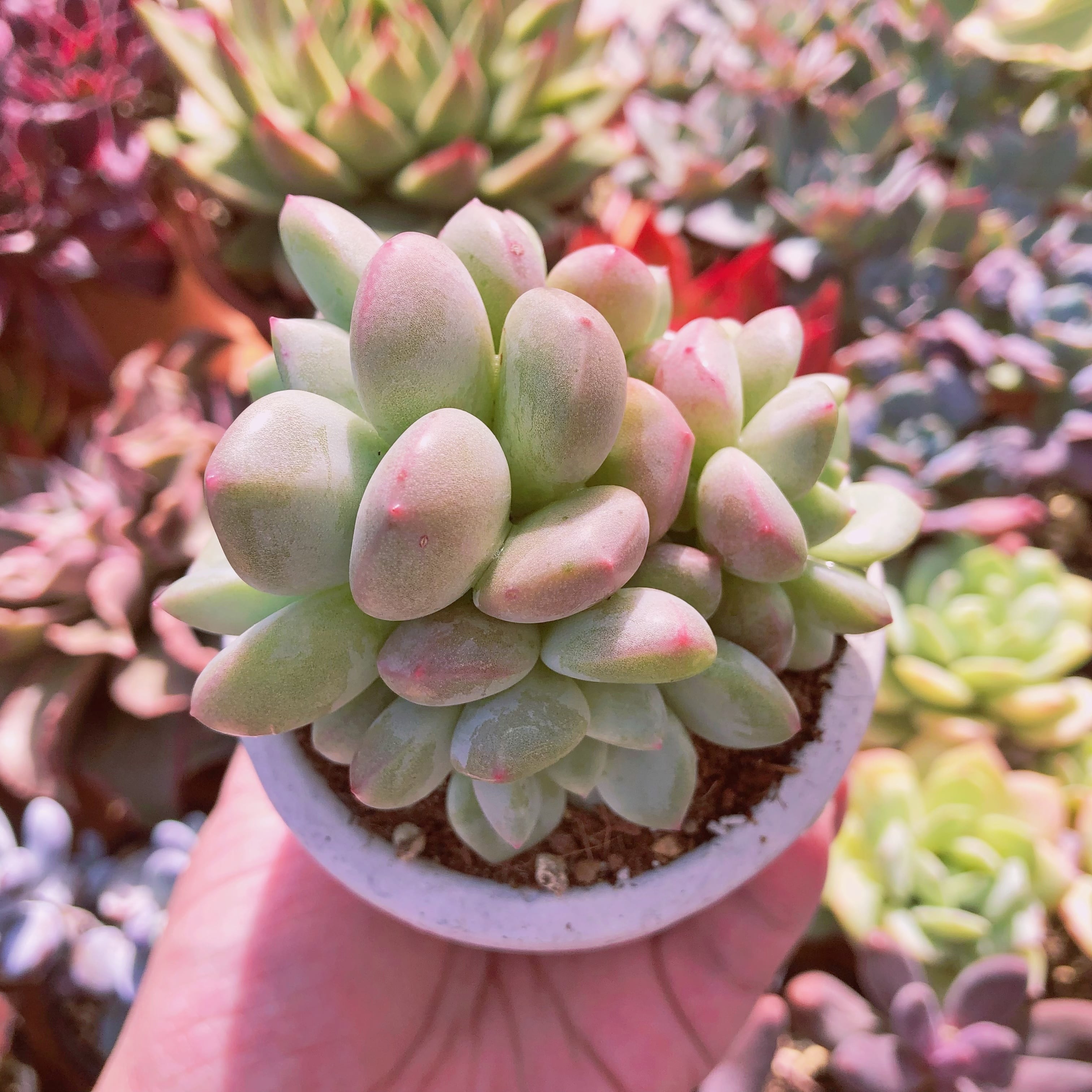 超レア　多肉植物　ニョイ　群生