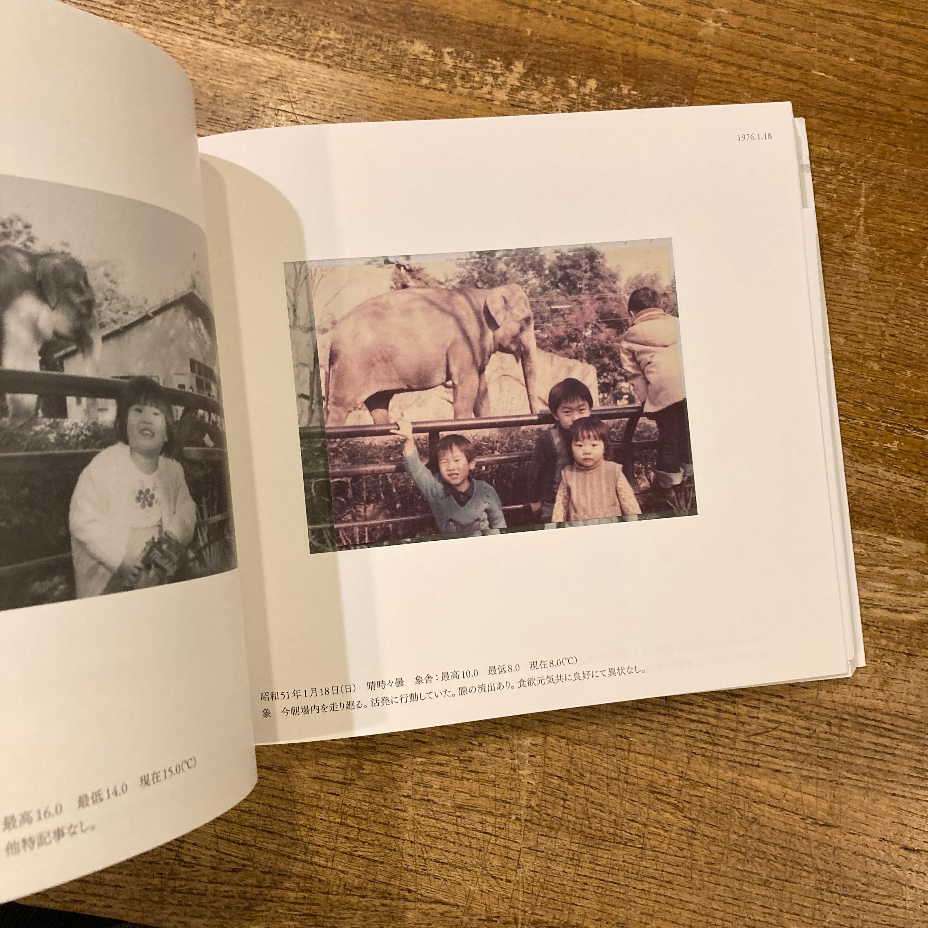 はな子のいる風景　アートブック　武蔵野市立吉祥寺美術館 はな子のいる風景 イメージを（ひっ）くりかえす | 百年