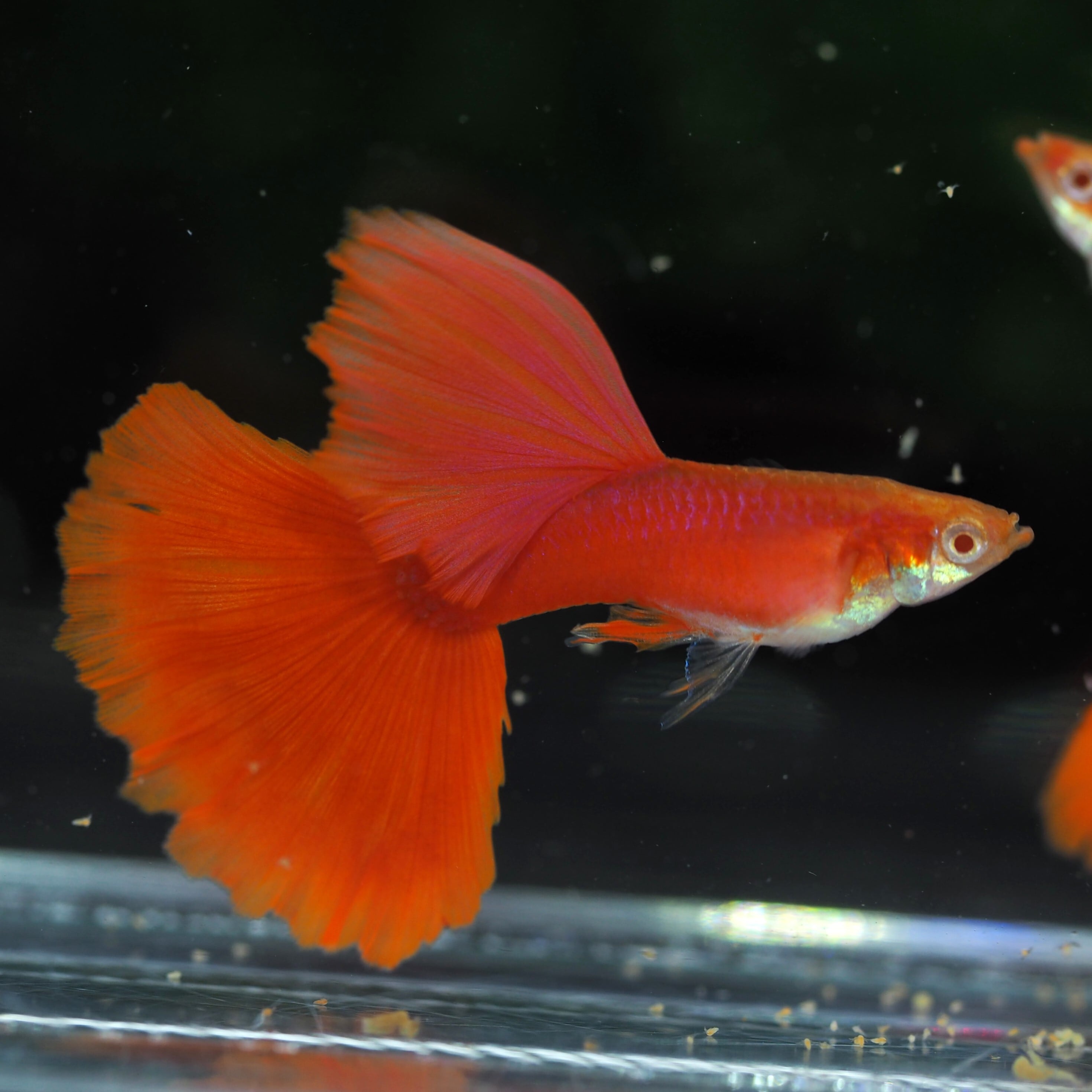 RREA ドイツイエロー 水槽 ライト フィルター餌 グッピー レッド