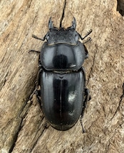 【WD】《ブルーダンヒラタクワガタ 90.5mm ペア》