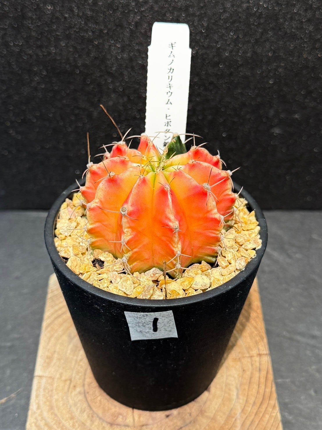 ギムノカリキウム・ミハノビッチ 緋牡丹錦 3号 ⑤～⑧ | 観葉植物と