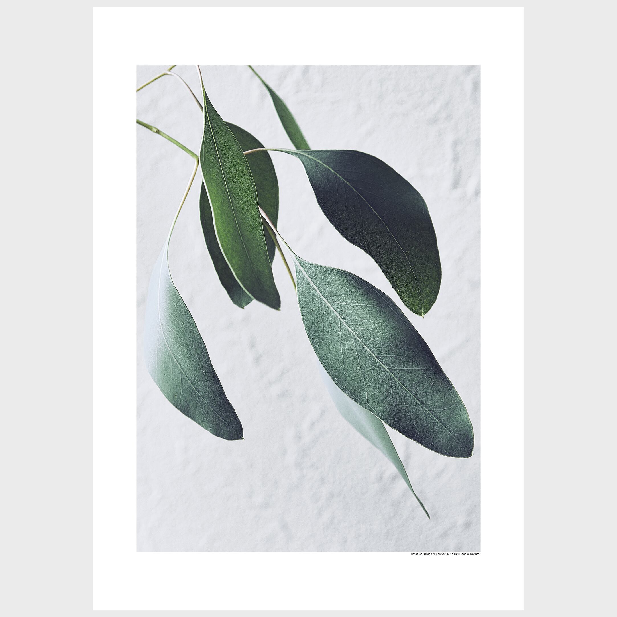 "Eucalyptus No.04 : Organic Texture" ユーカリ No.04 : 有機的な手触り