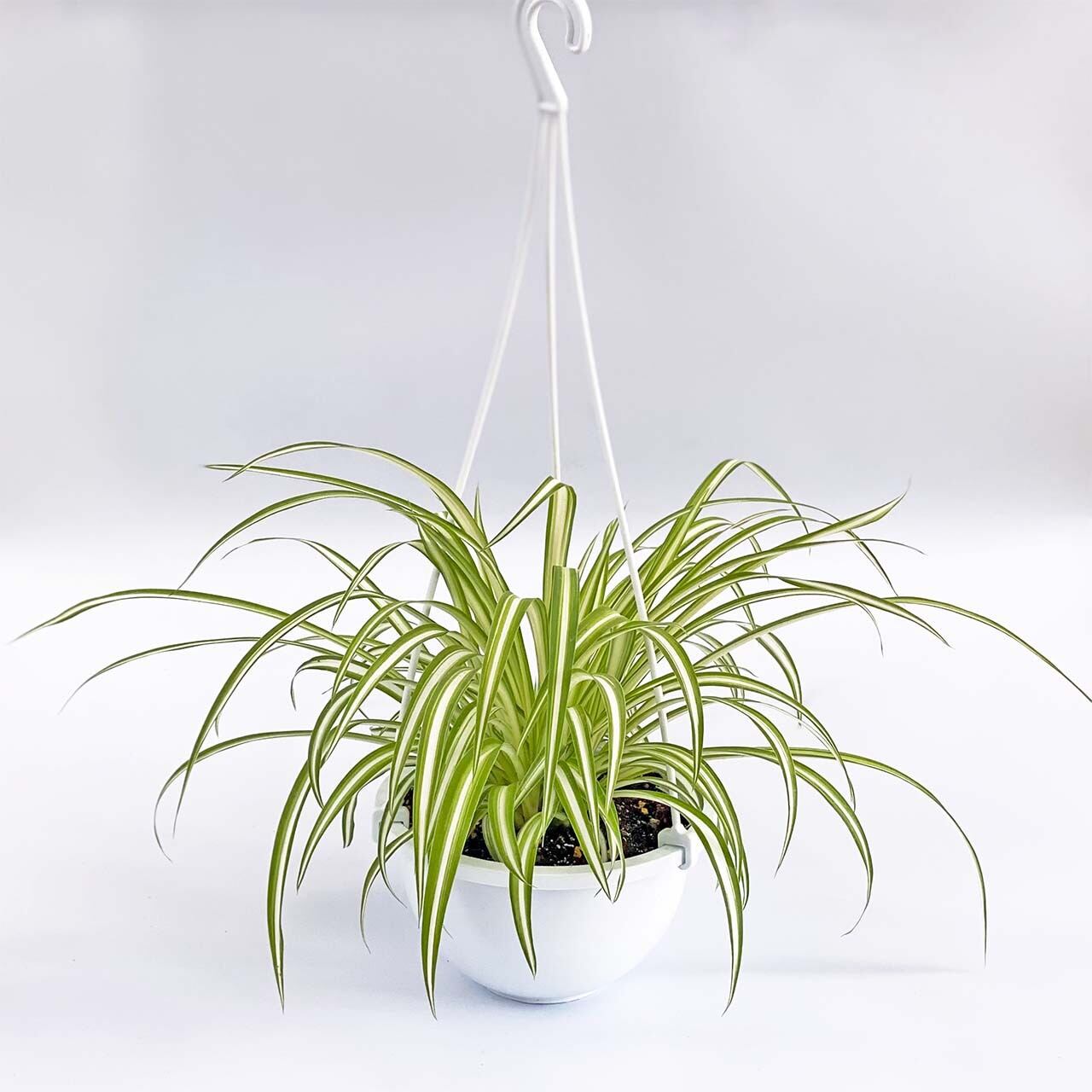 オリヅルラン 5号吊り鉢 Inakougei イナコウゲイ 観葉植物 鉢 多肉 猫用品