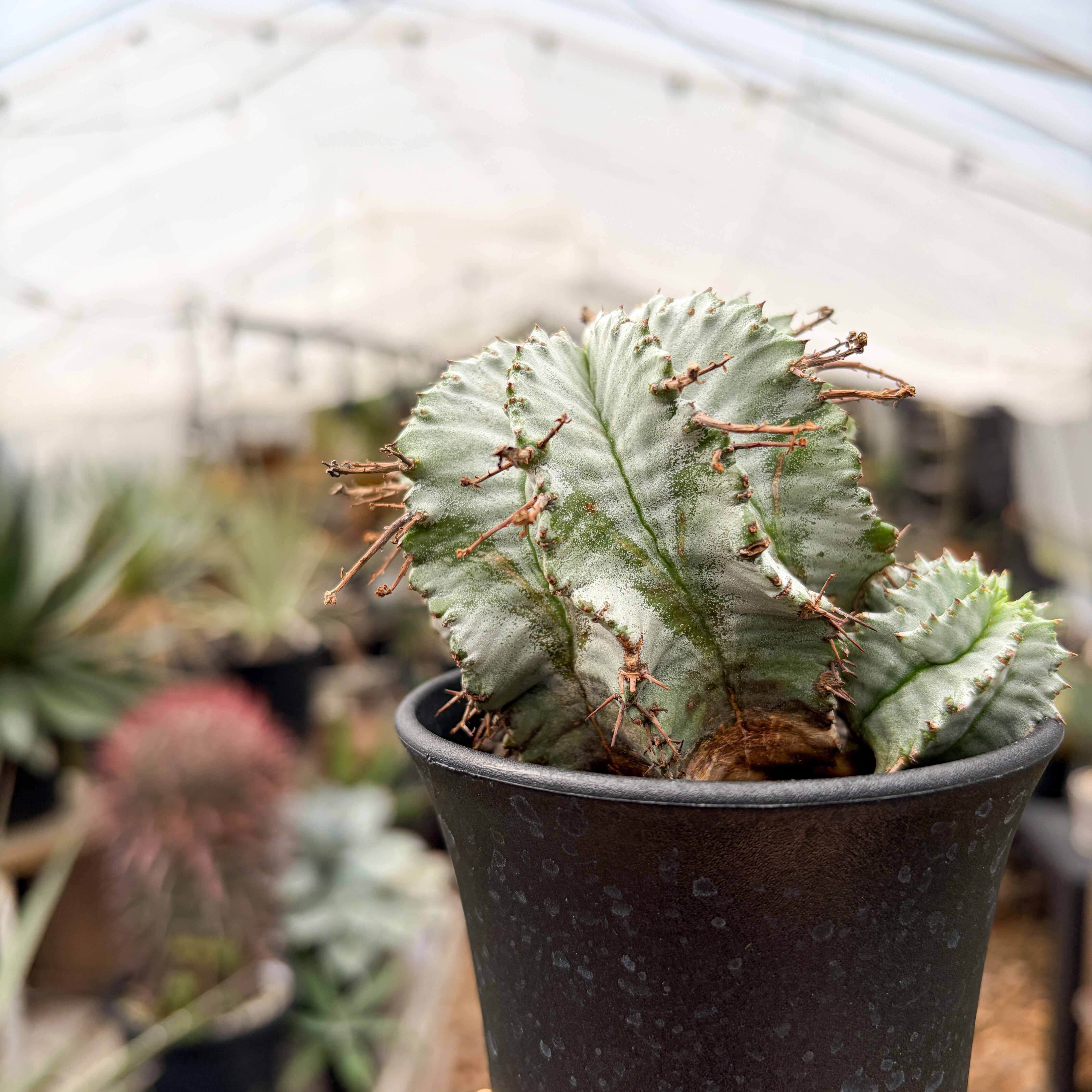 Euphorbia hyb. horrida【ユーフォルビア・玉型白ホリダ】 | RIMO'S