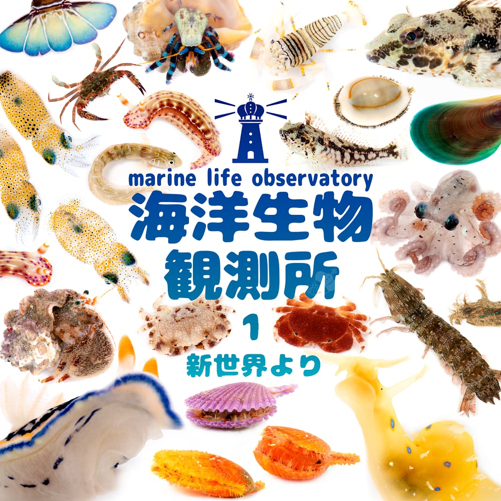 【生態写真集】　海洋生物観測所　ヤドカリの国