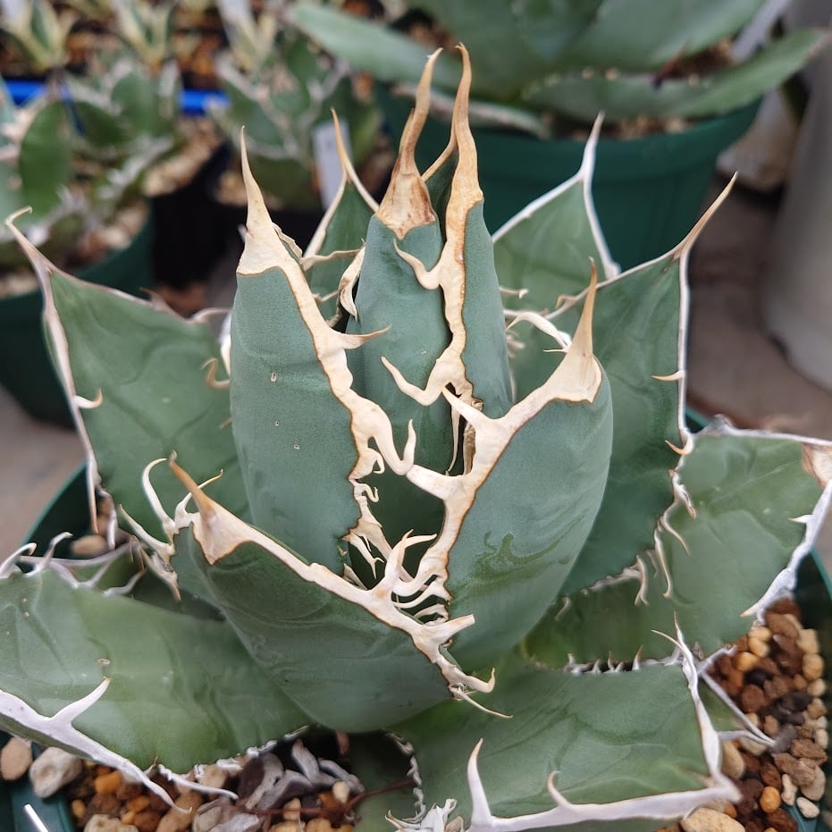 アガベ チタノタ オアハカ Agave titanota Oaxaca 18 | 多肉植物