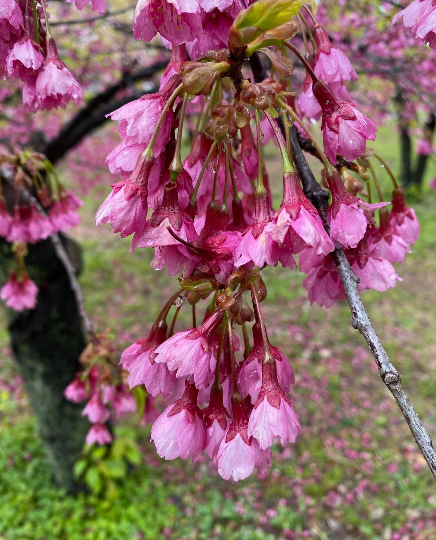 寒緋桜(かんひざくら)-307032039】ボールペン | 匠衆・朱椿粋