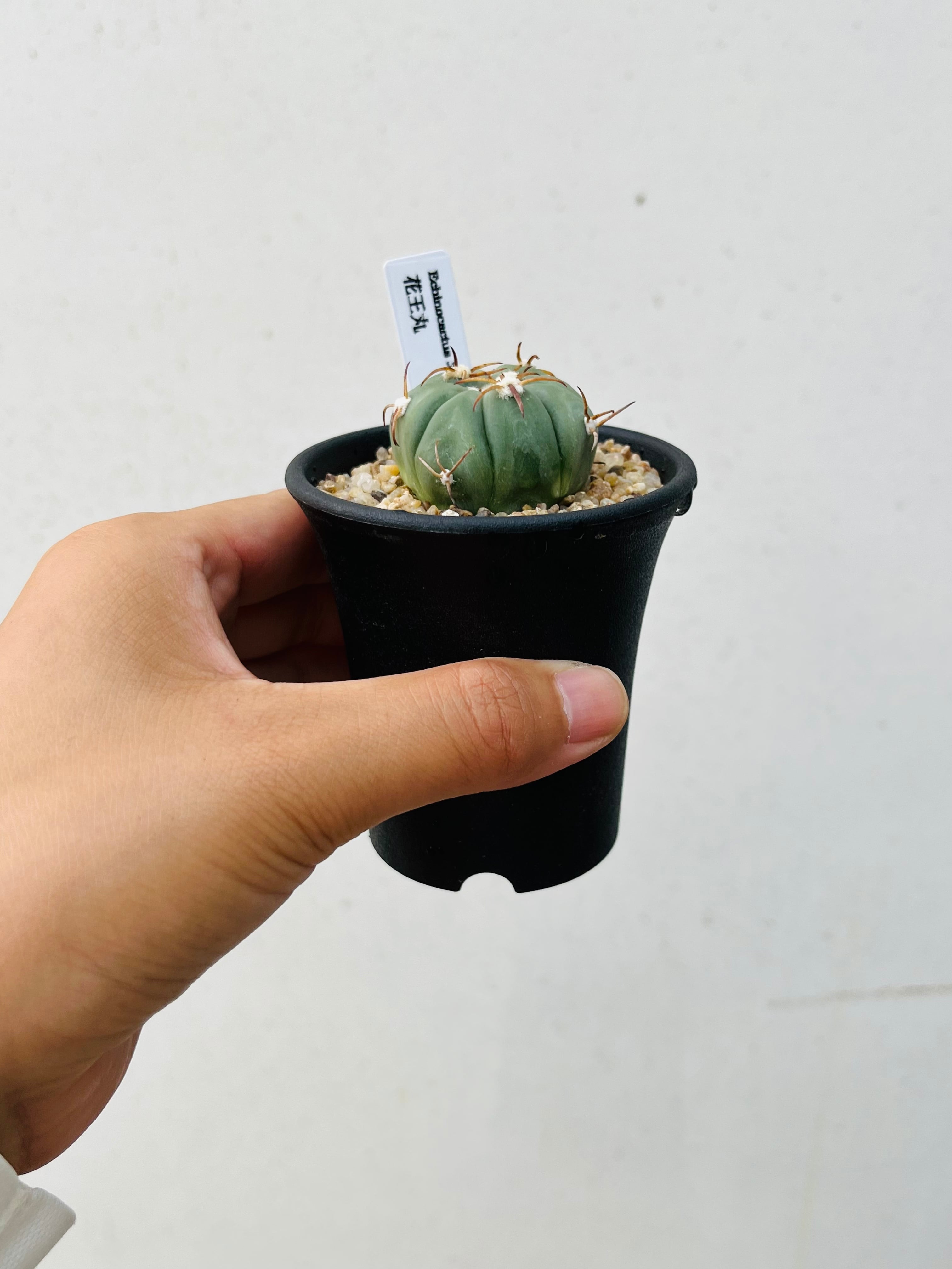 花王丸錦 Echinocactus horizonthalonius サボテン