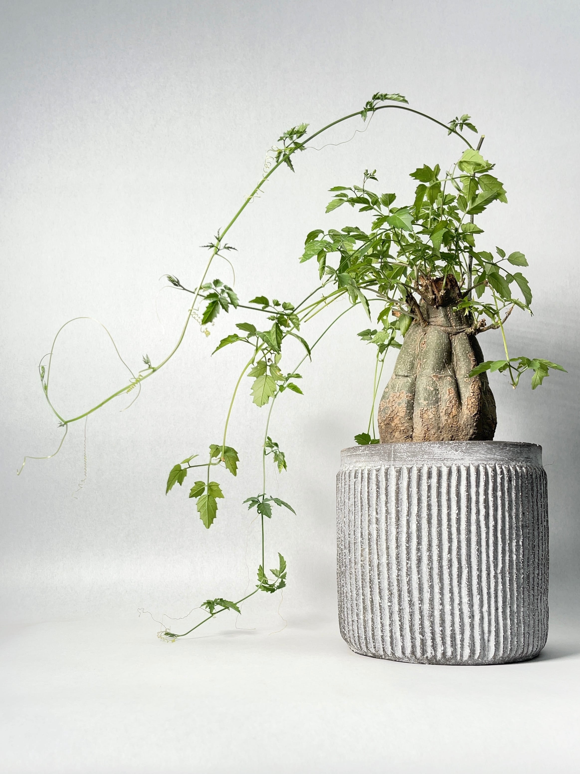 48ee720ad49529e089d5dfffa48415