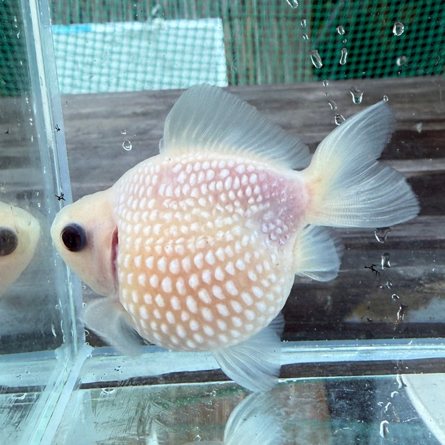【国産 金魚】ピンポンパール （7〜8cm前後/ミルク柄/SAKURAさらさ2025年産)