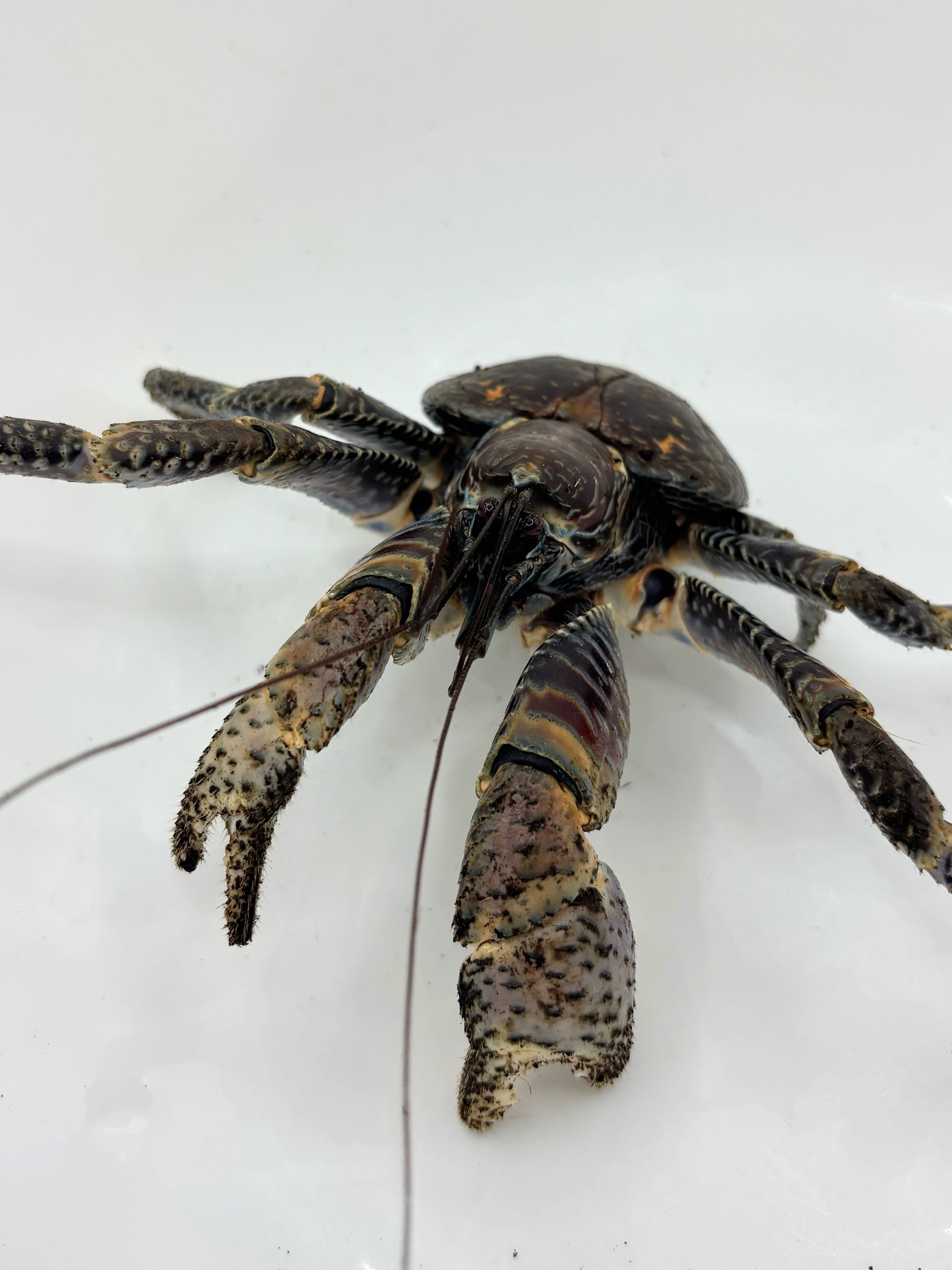 ヤシガニ①♂ 沖縄県産 1匹 | まるころ商店〜まるくてころころした