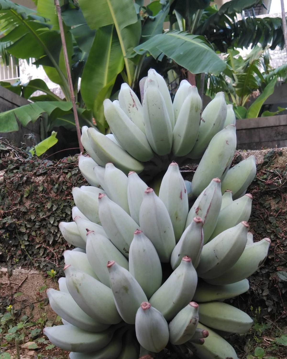 斑入りバナナ苗木Dawarf Namwha Pakchong50 （斑入りバナナ苗木Dawarf 