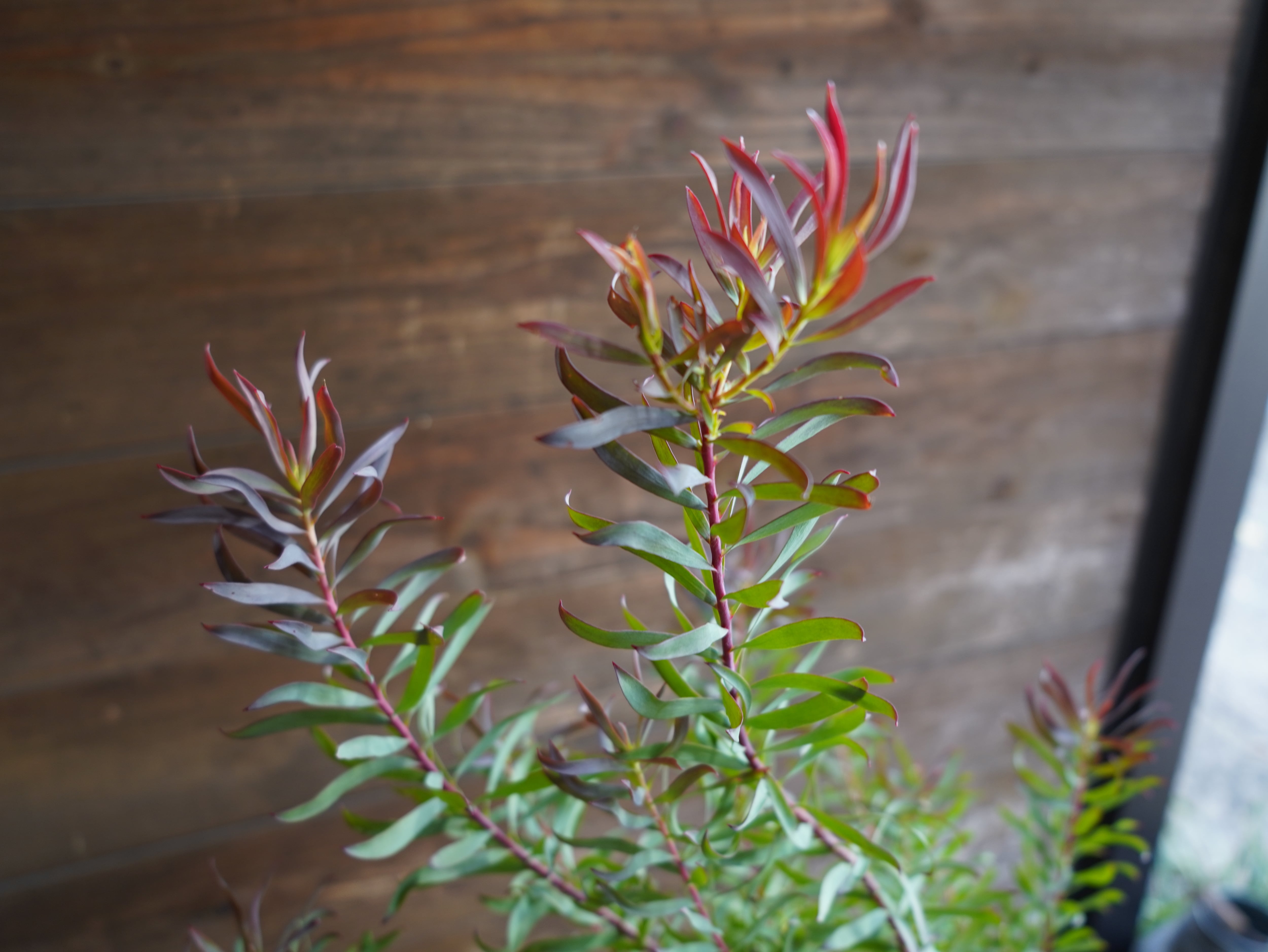 【現物】リューカデンドロン　”Gypsy Red”　６号