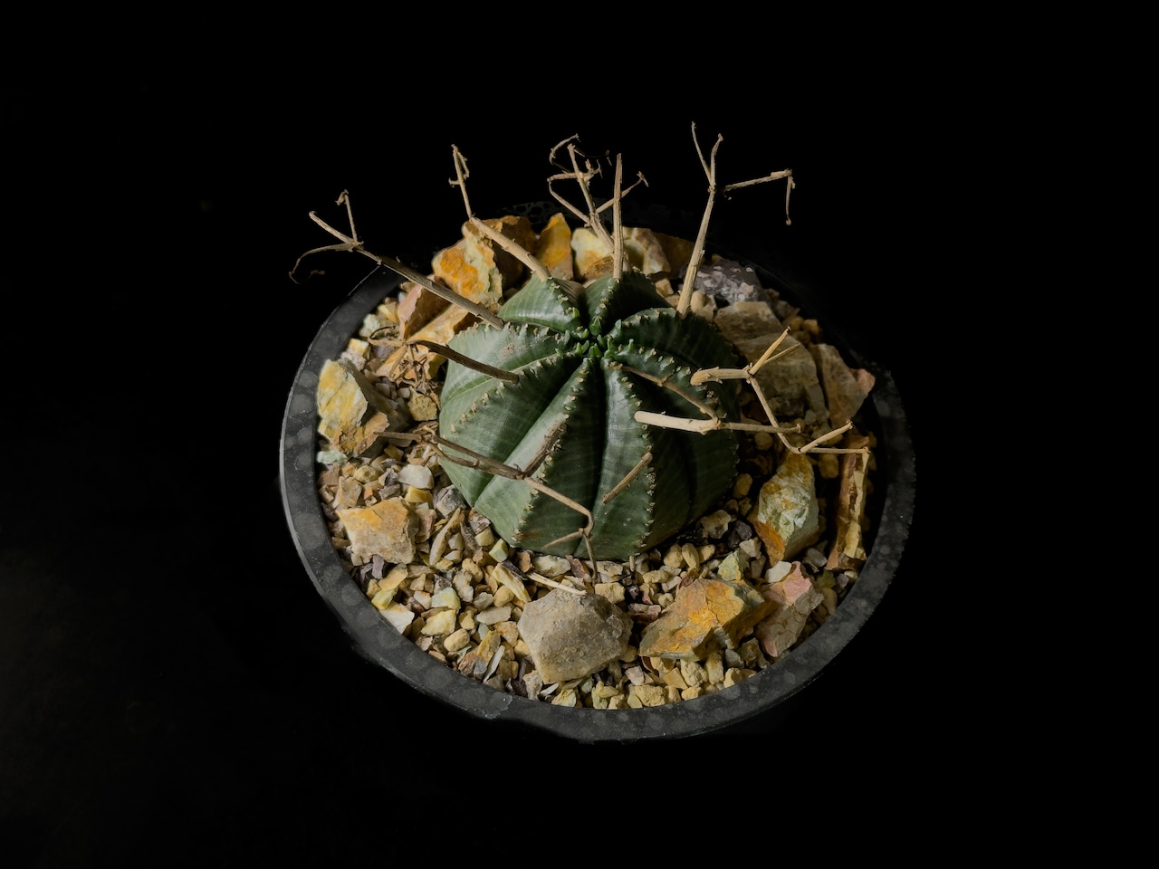 Habitat Style Euphorbia valida