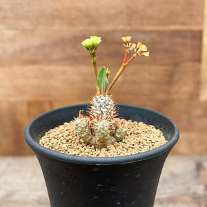 Euphorbia brevifolia【ユーフォルビア・ブレビフォリア】