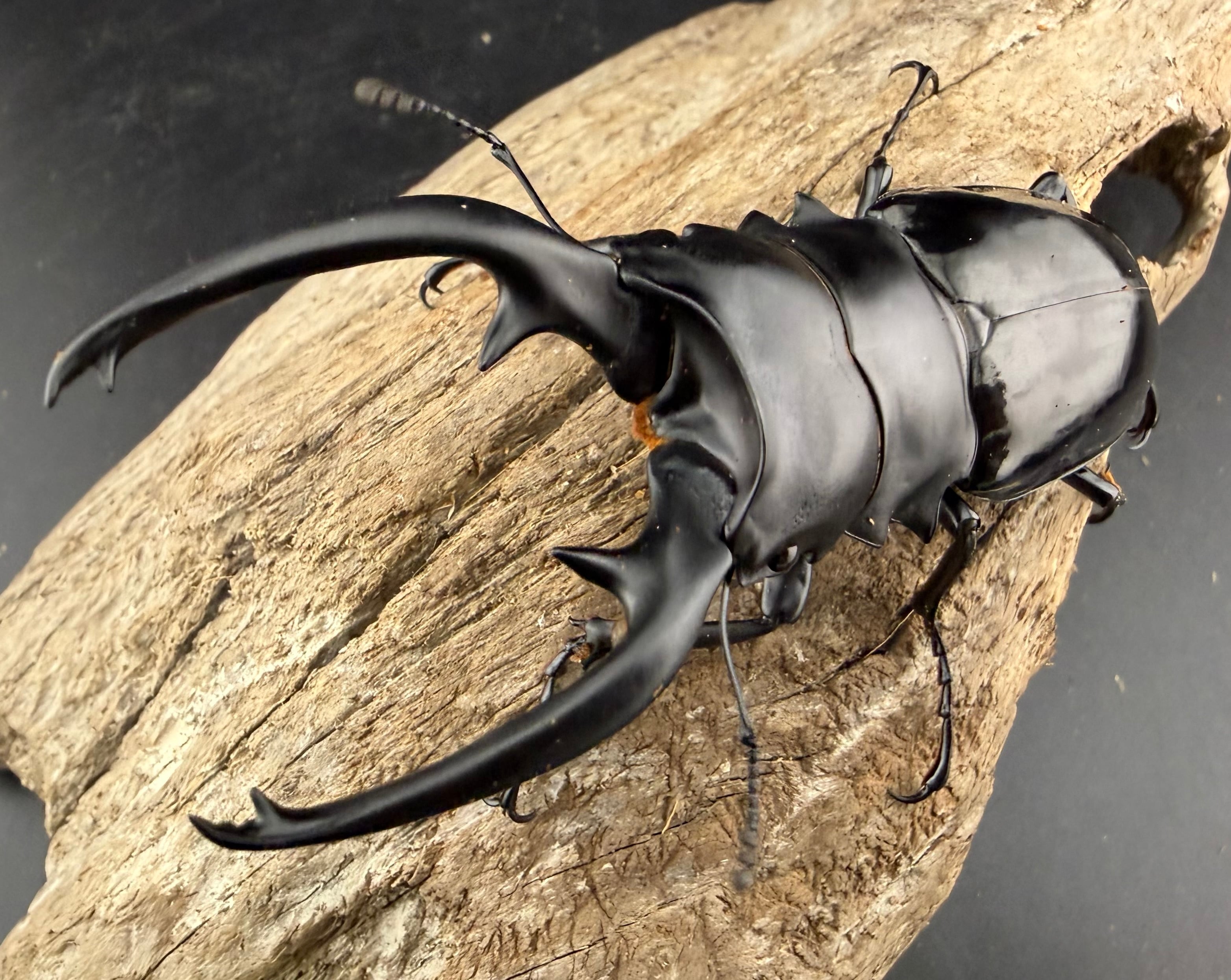 ヘラクレス・ヘラクレス 144mm ペア》 | KPW公式オンラインショップ