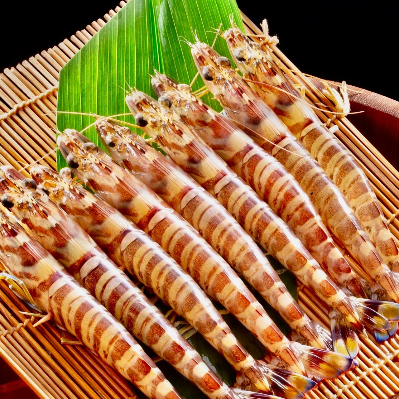 活〆急速冷凍 車海老 養殖（徳島県鳴門産）250g | THE 鳴潮 オンライン