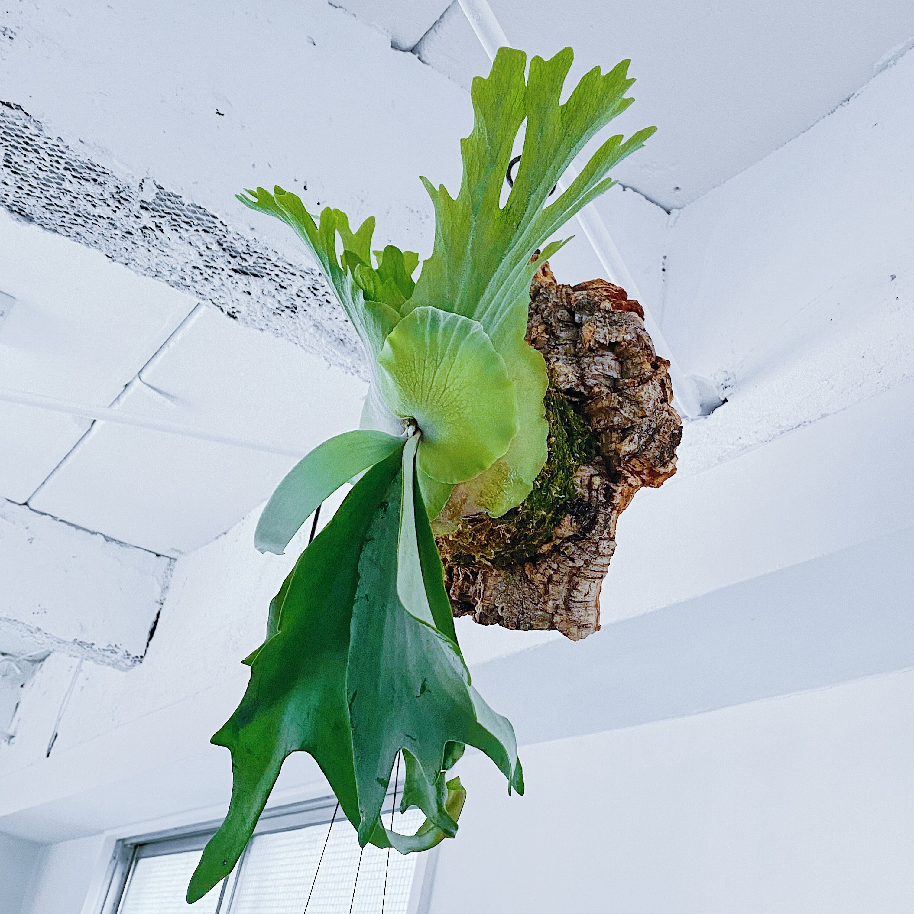 ビカクシダ ウィリンキー P Willinckii Bogor Stope Stand By Green スタンドバイグリーン