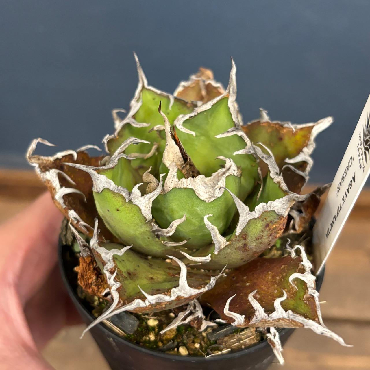 【選抜株】アガベ チタノタ シーザー【327】