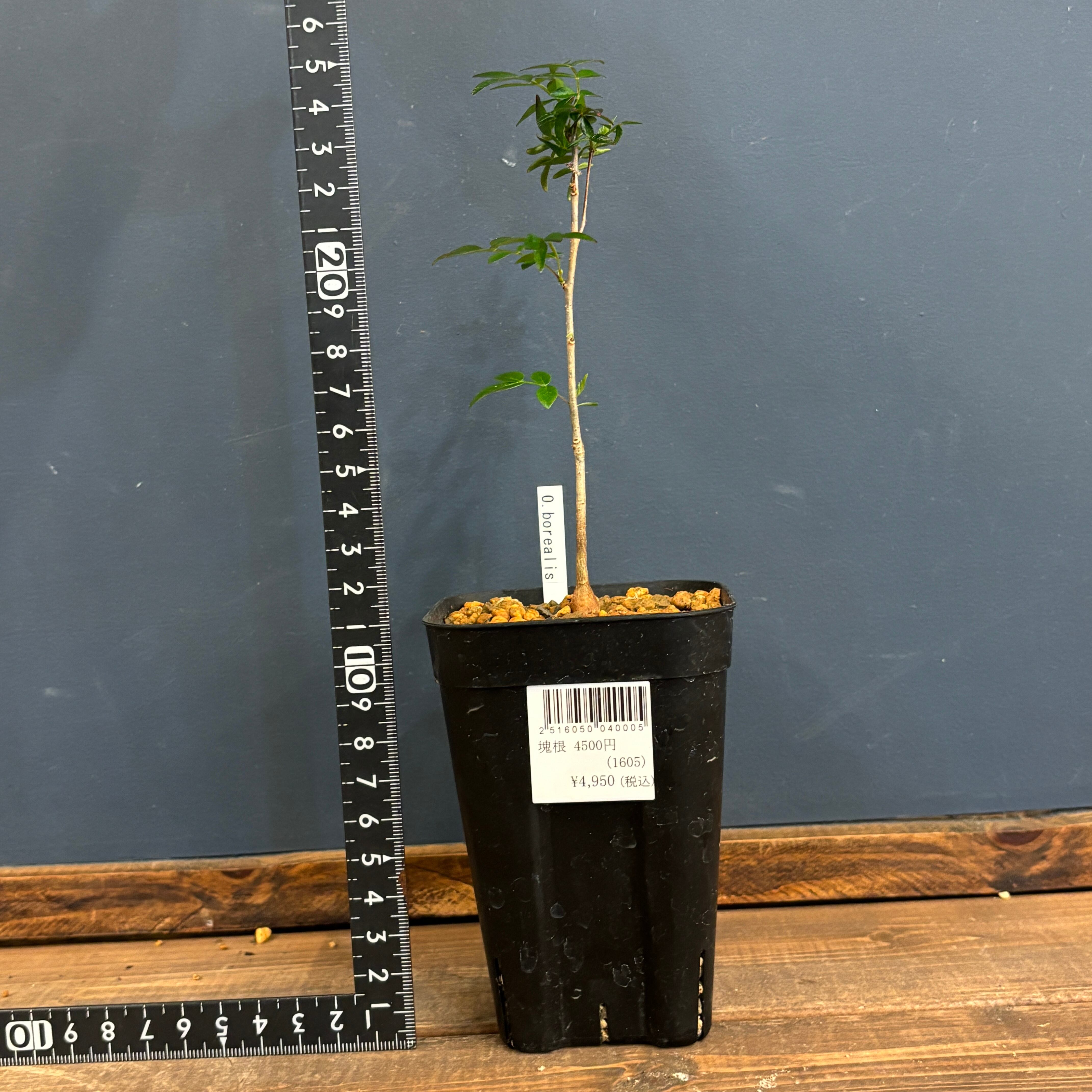 オペルクリカリア ボレアリス【1082】 | PROTOLEAF プロトリーフ